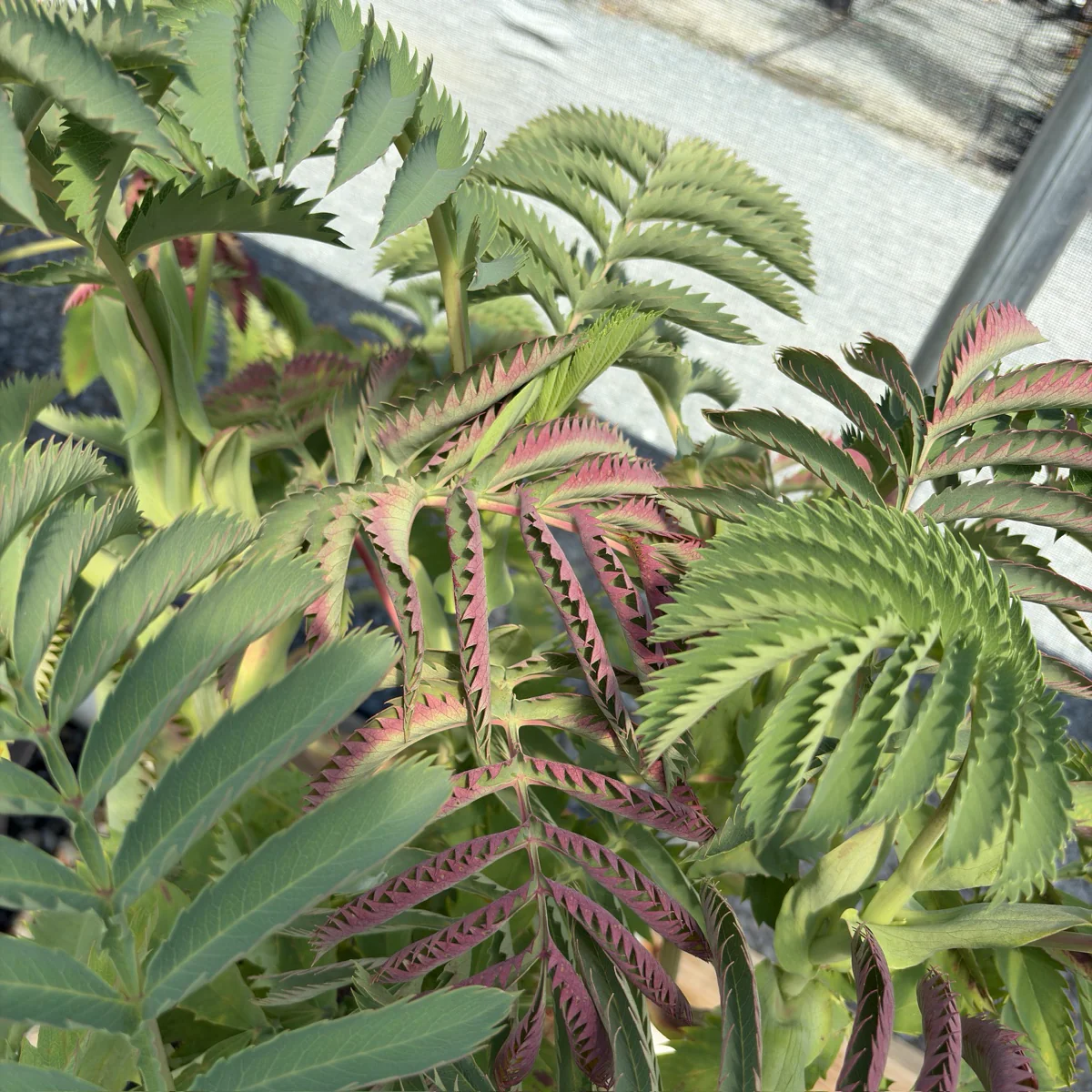 Honey Bush - Image 3