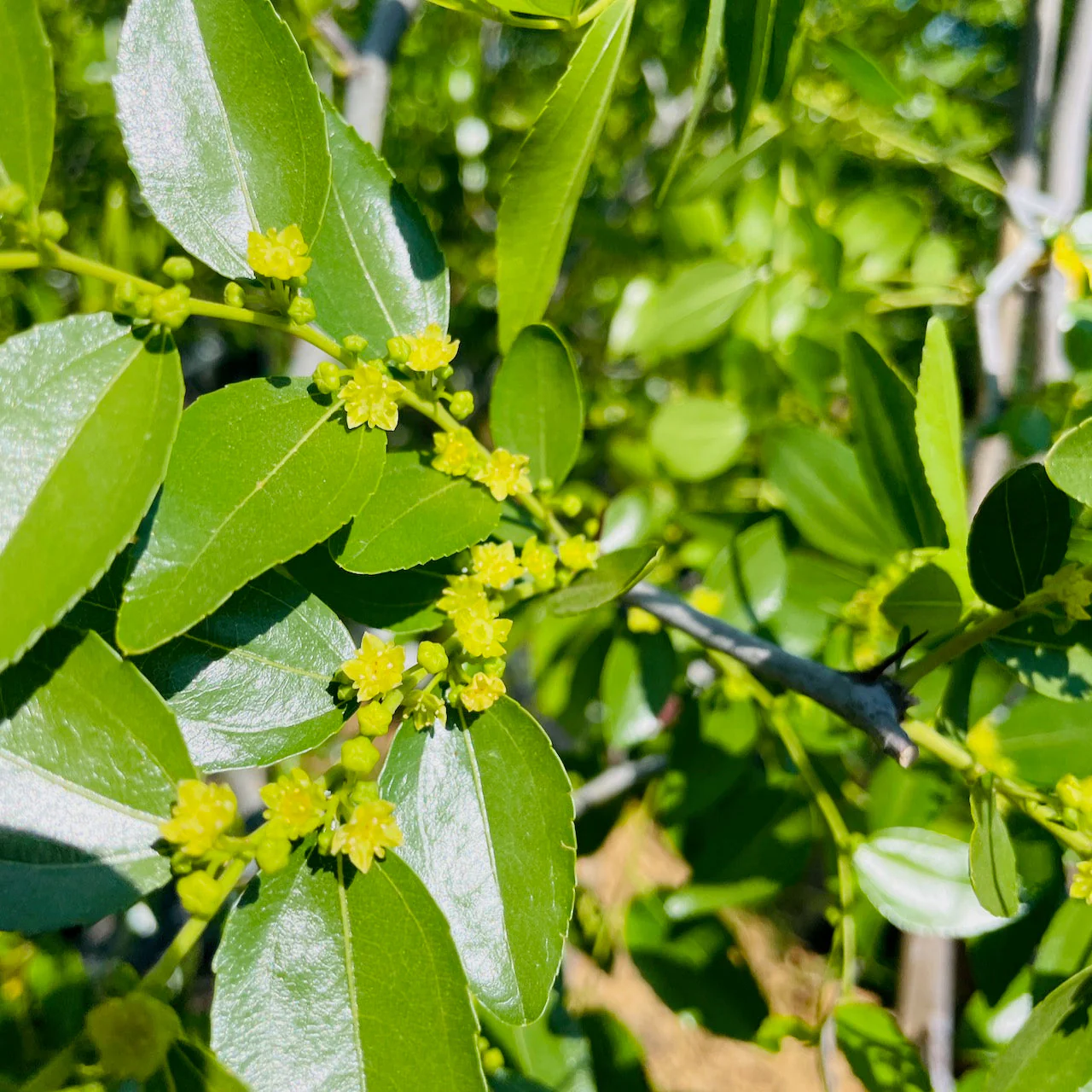 Suger Cane Jujube - Image 3