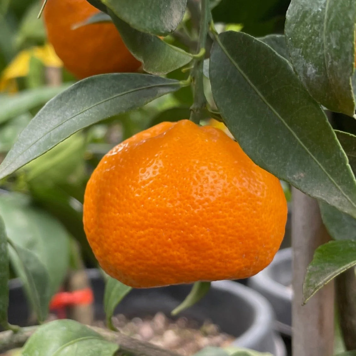 Honey Mandarin - Image 1
