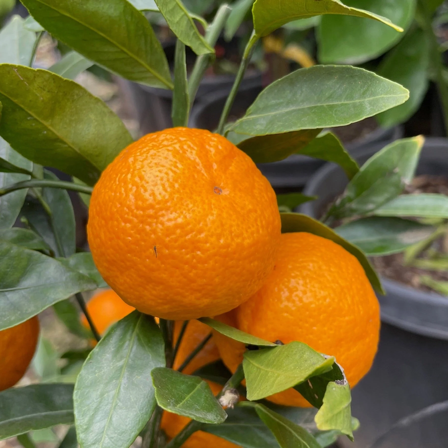 Honey Mandarin - Image 2