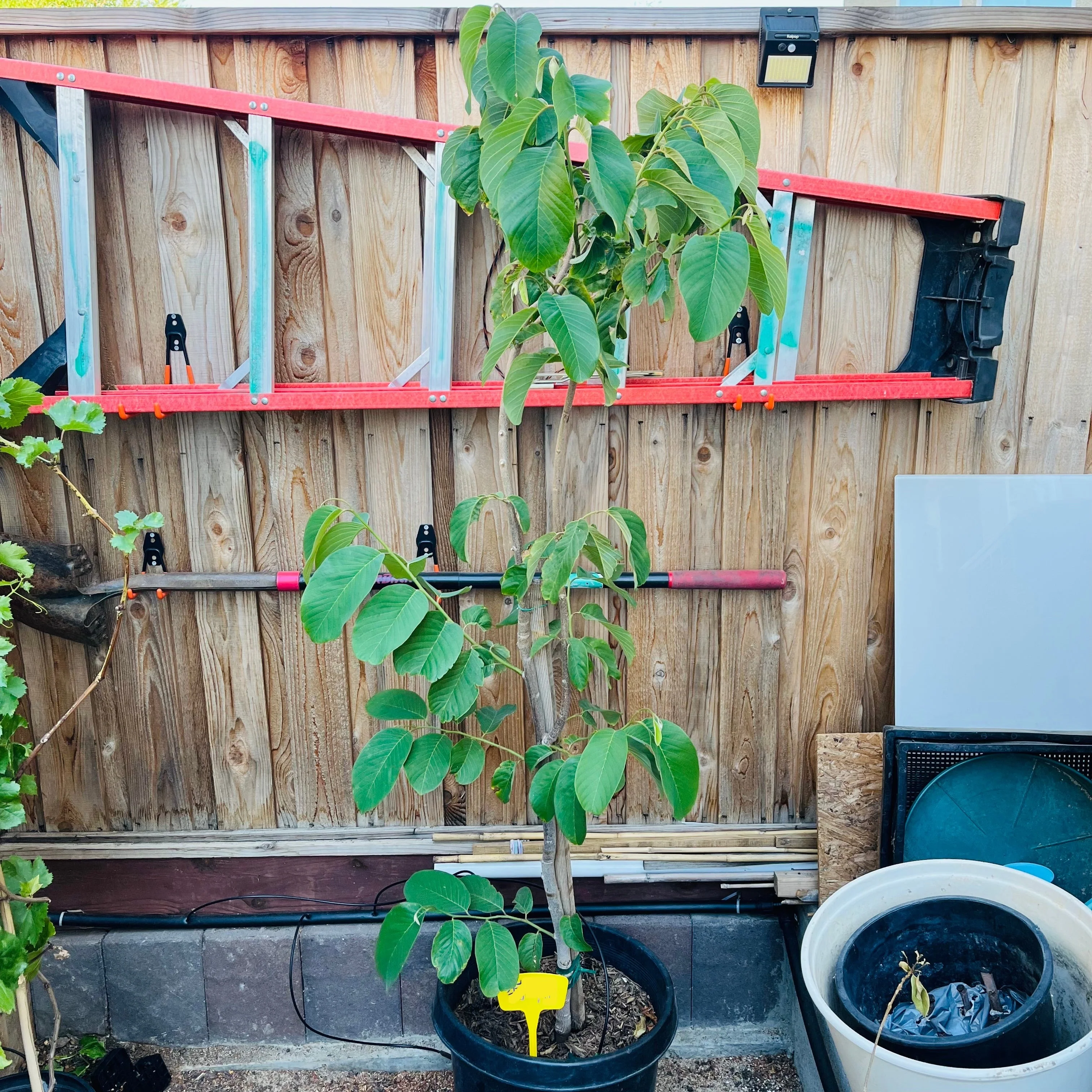 Honeyheart Cherimoya Tree - Image 2