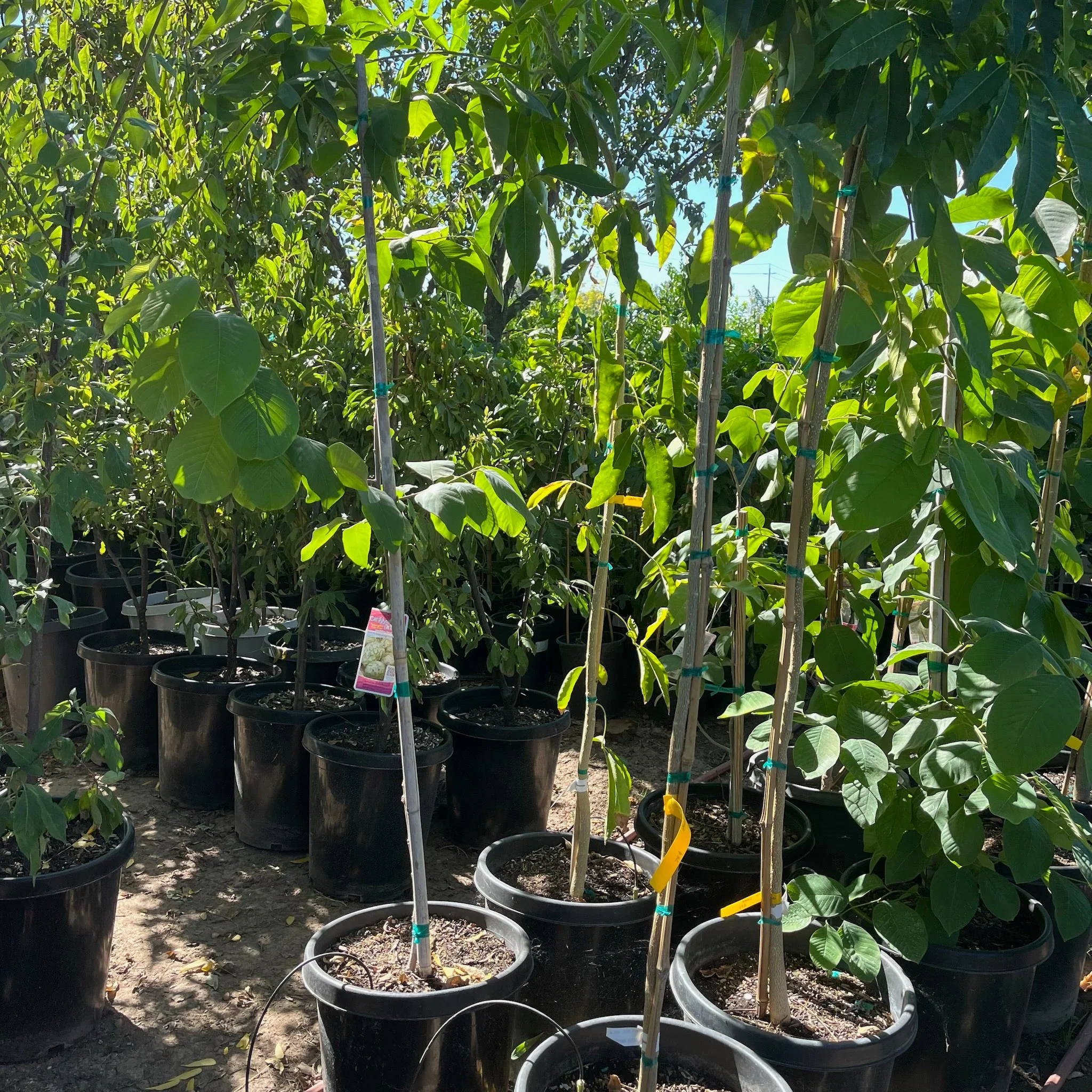 Honeyheart Cherimoya Tree