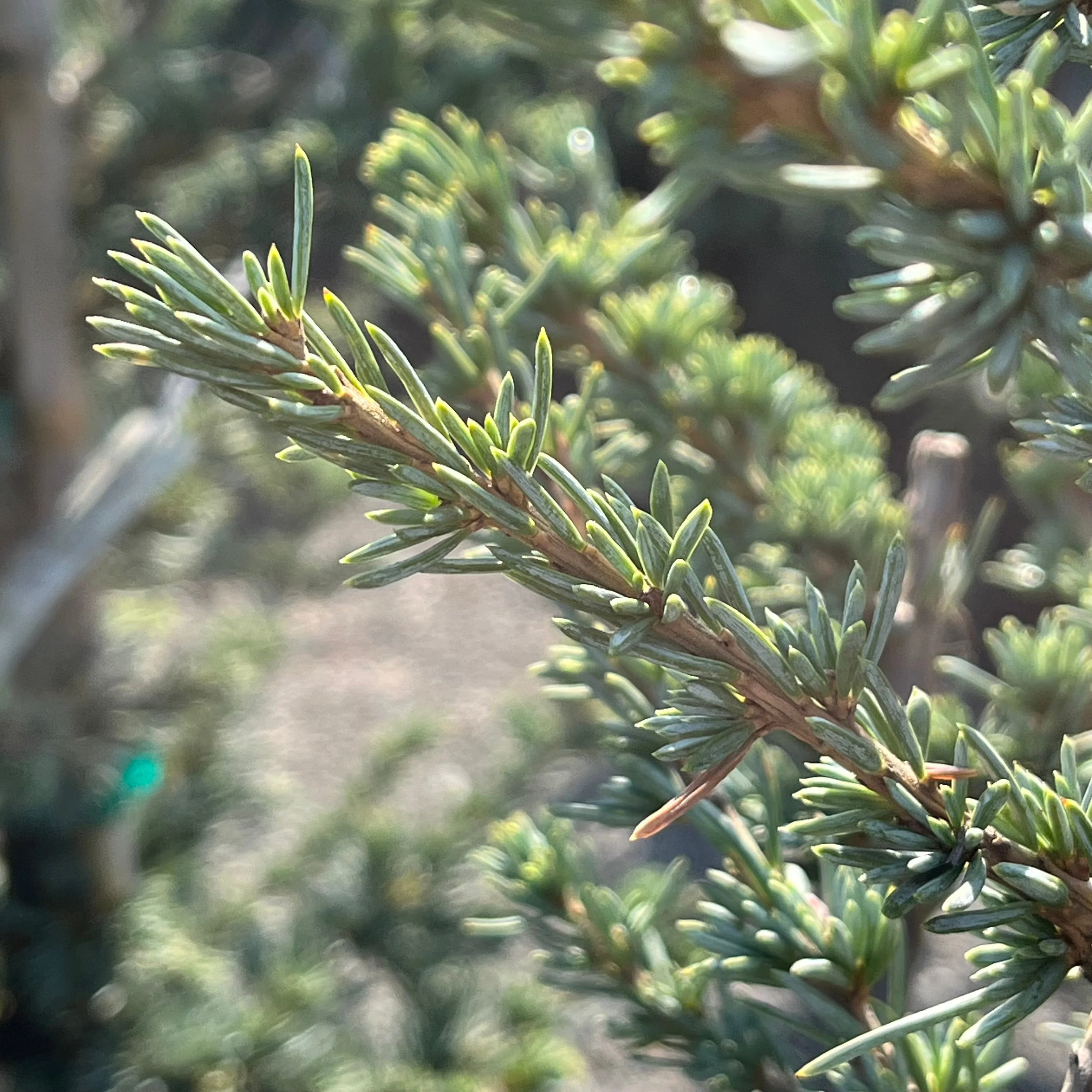 Horstmann Blue Atlas Cedar - Image 2