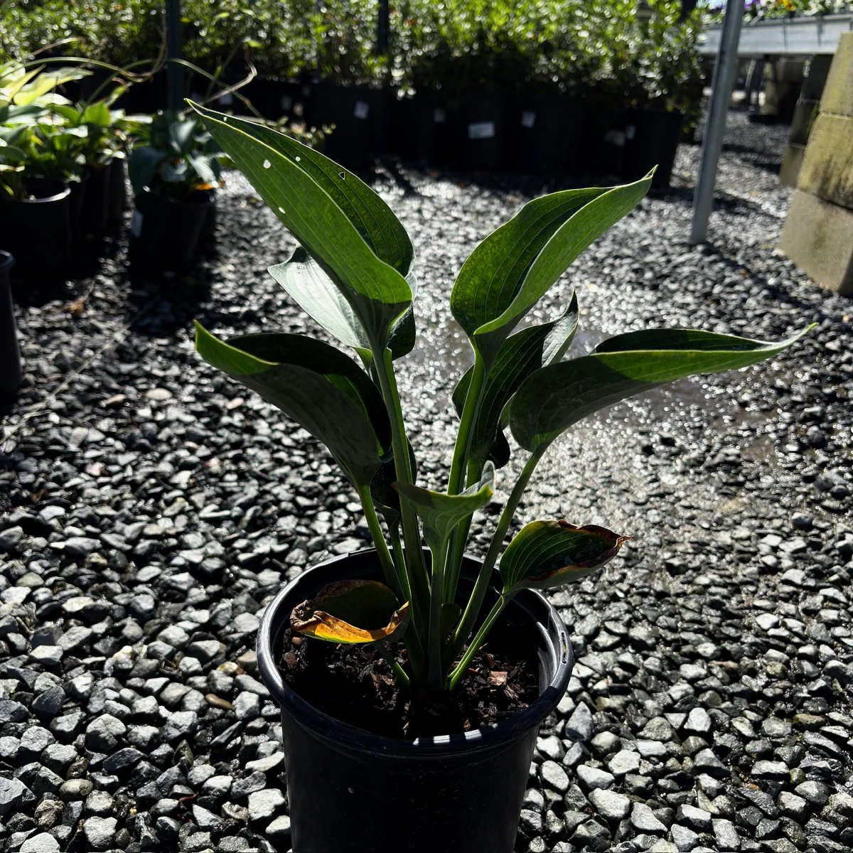 Blue Angel Plantam Lily - Image 3