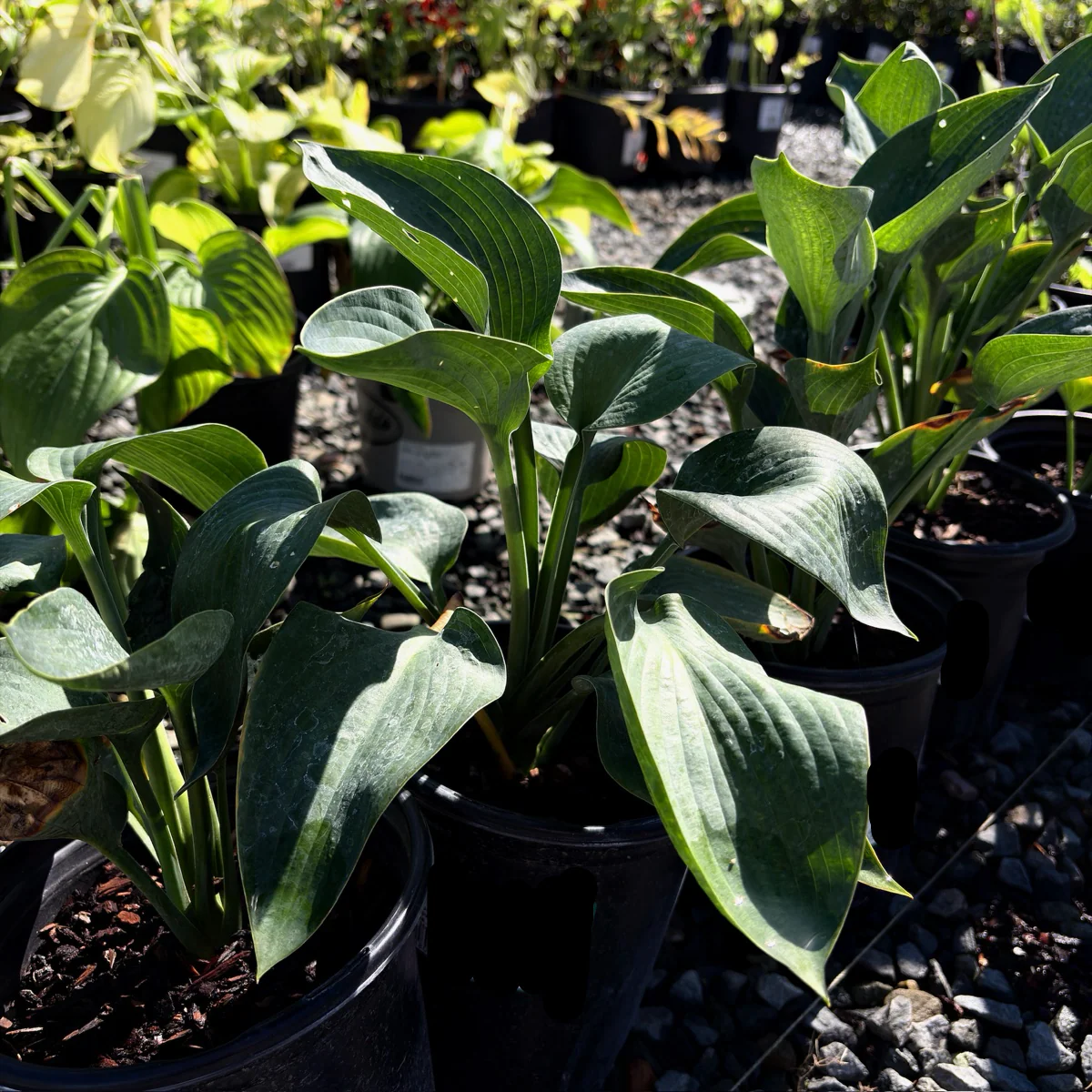 Blue Angel Plantam Lily - Image 1