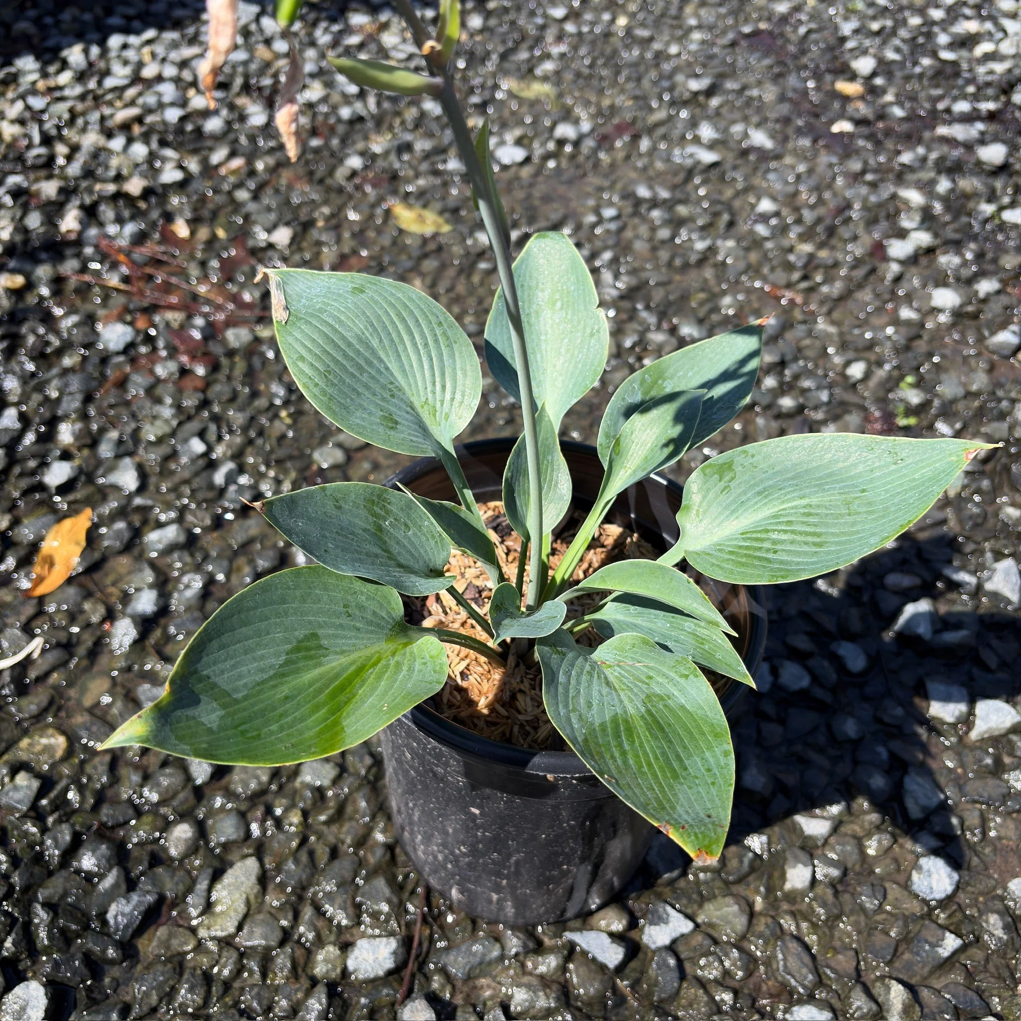 Halcyon Plantam Lily - Image 1