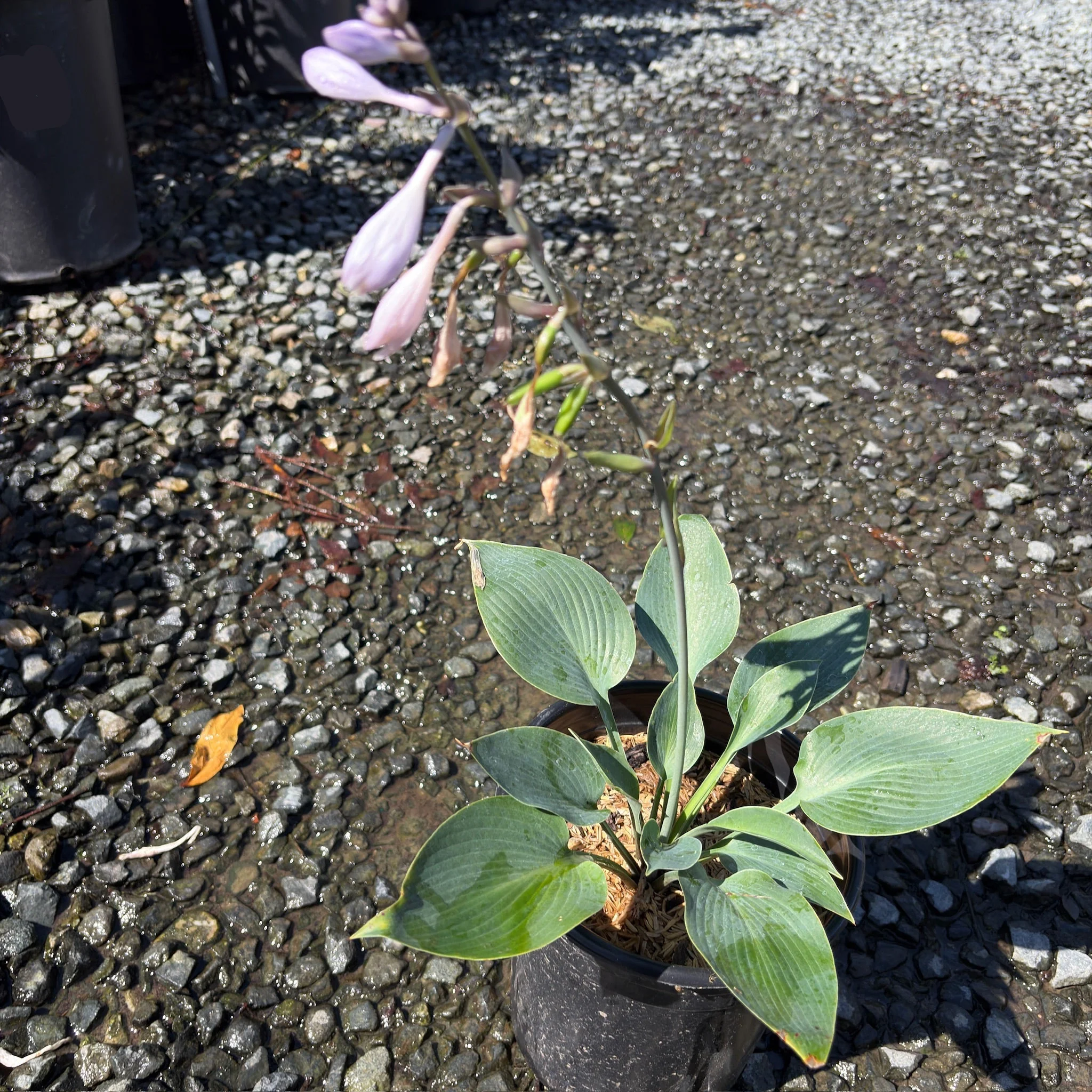 Halcyon Plantam Lily - Image 2