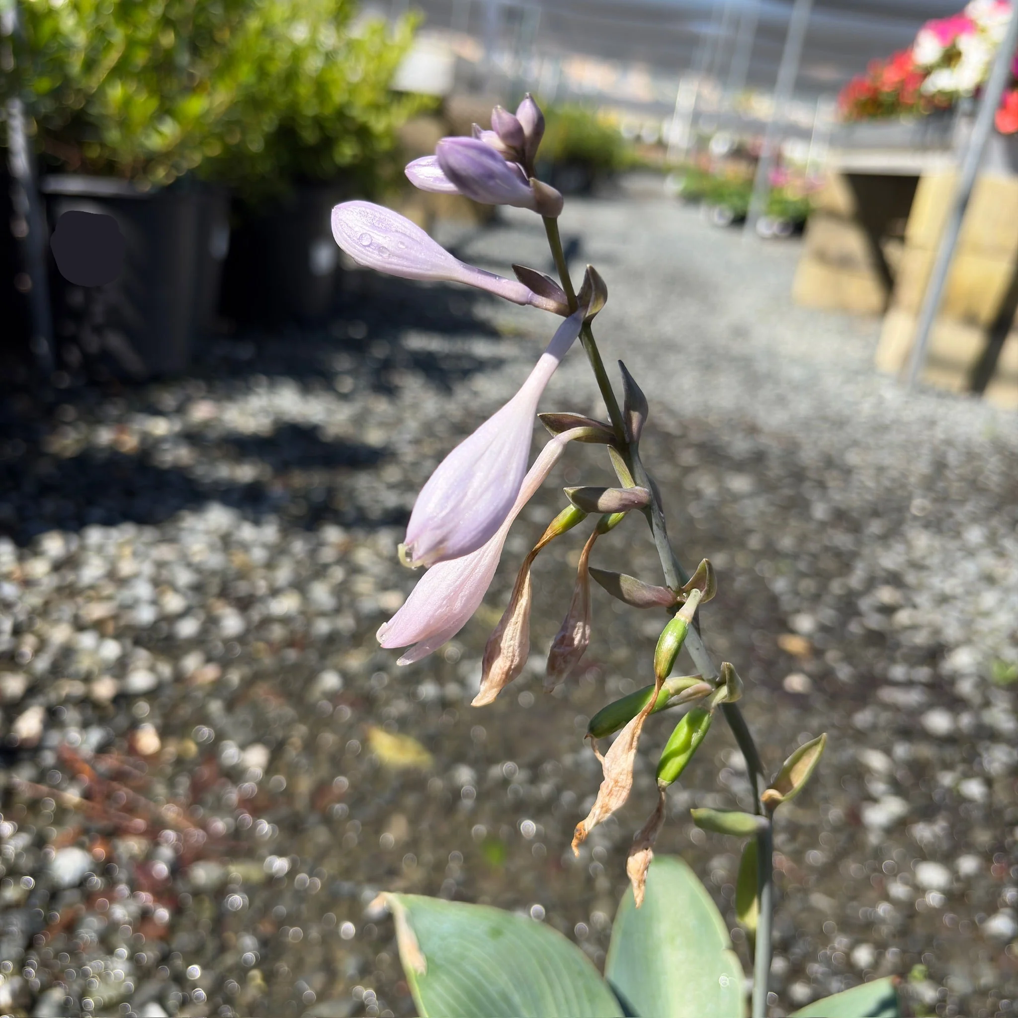 Halcyon Plantam Lily - Image 3