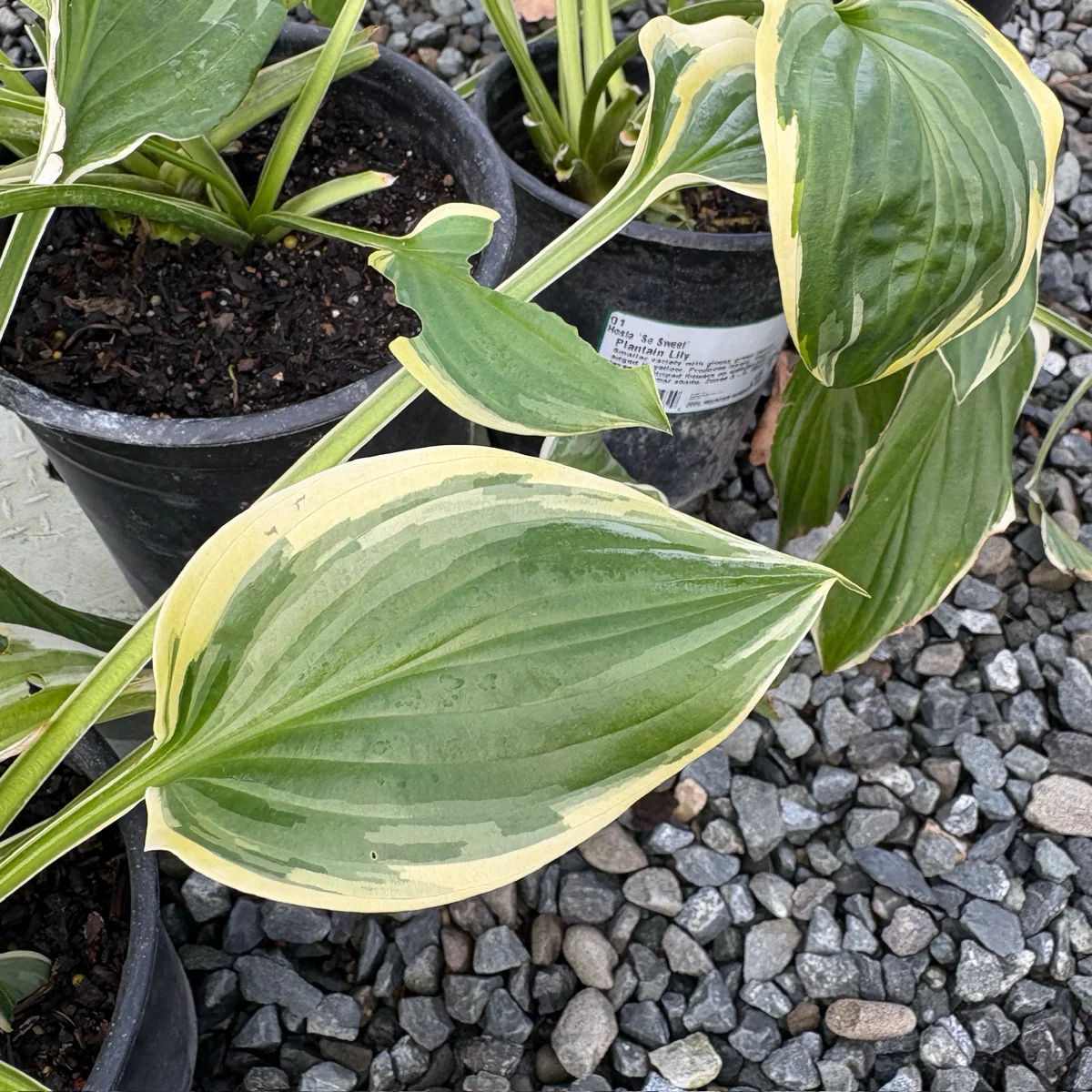 So Sweet Plantam Lily - Image 2