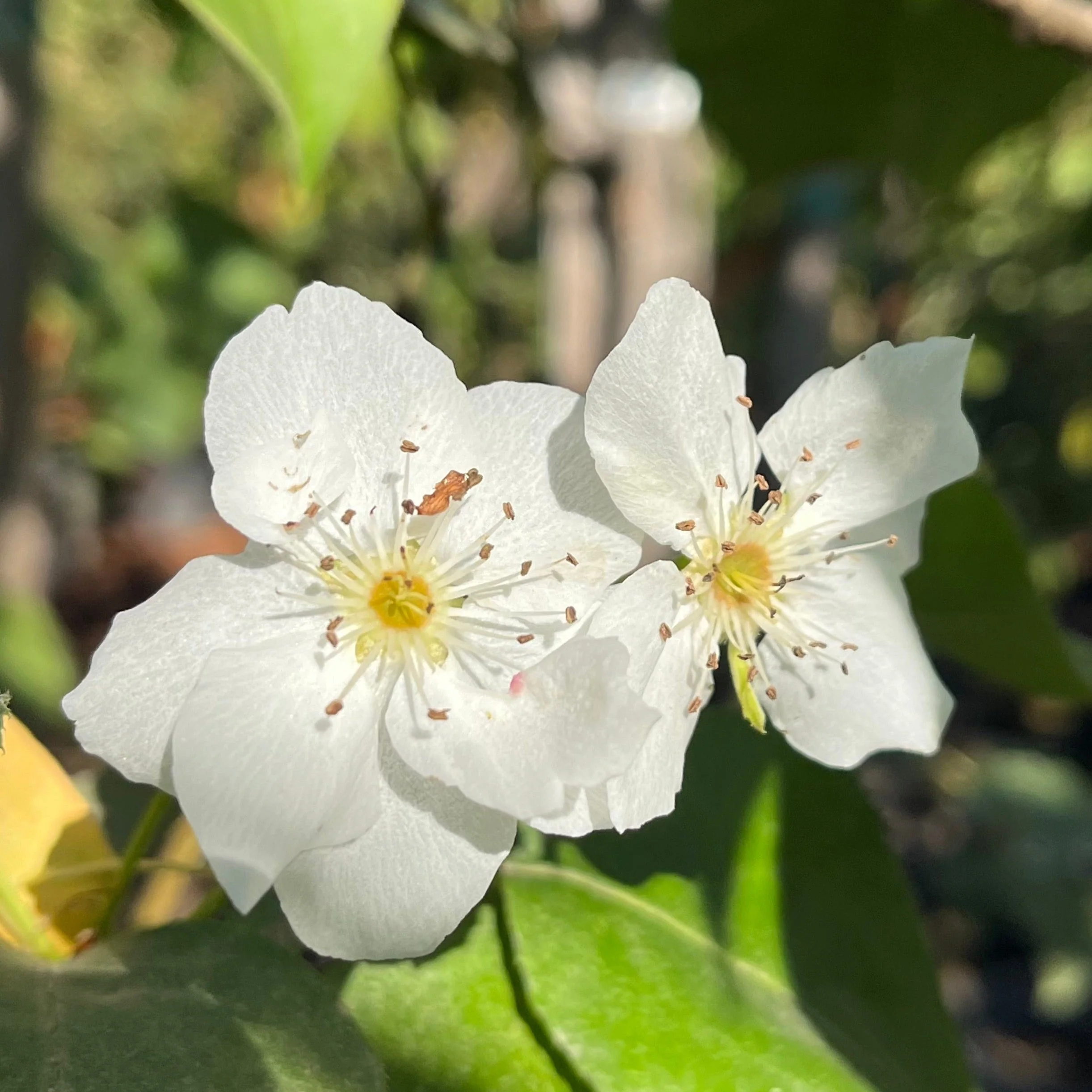 Hosui Pear - Image 2