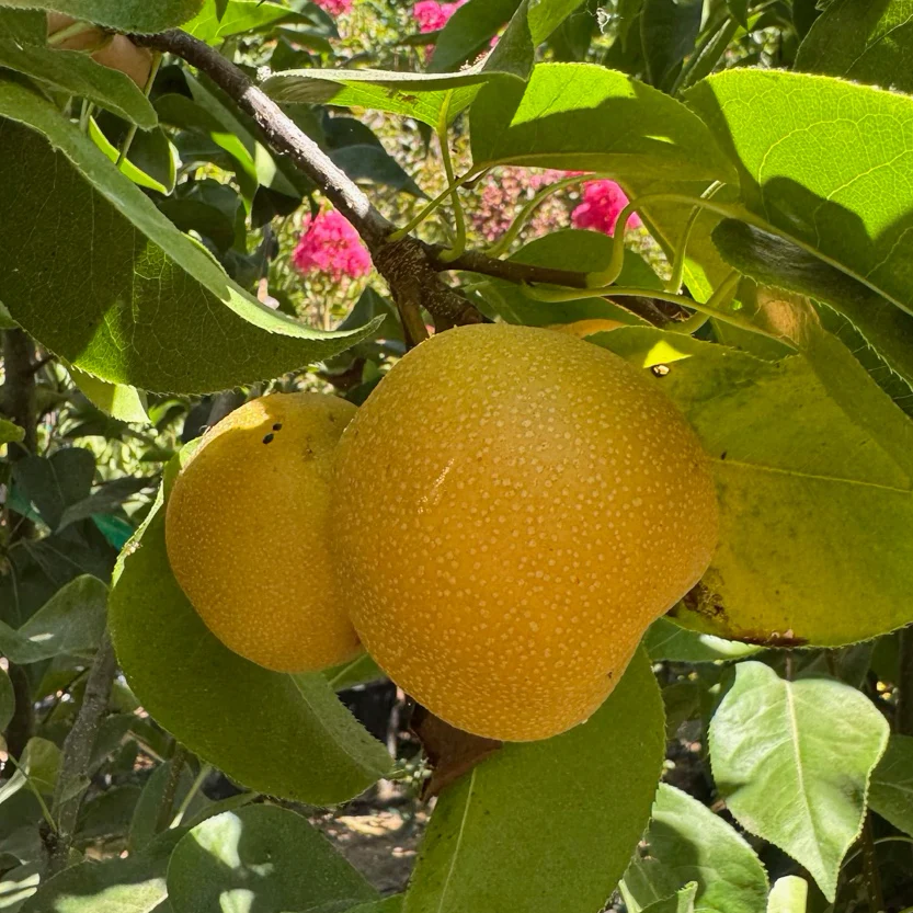 Hosui Pear - Image 1