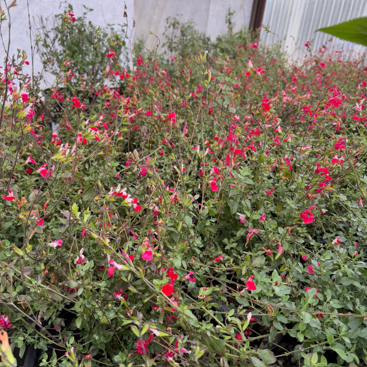 Hot Lips Sage - Image 1