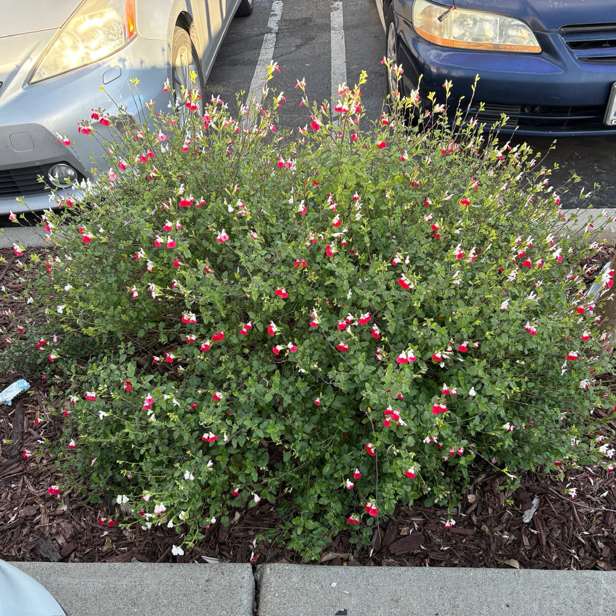 Hot Lips Sage - Image 2