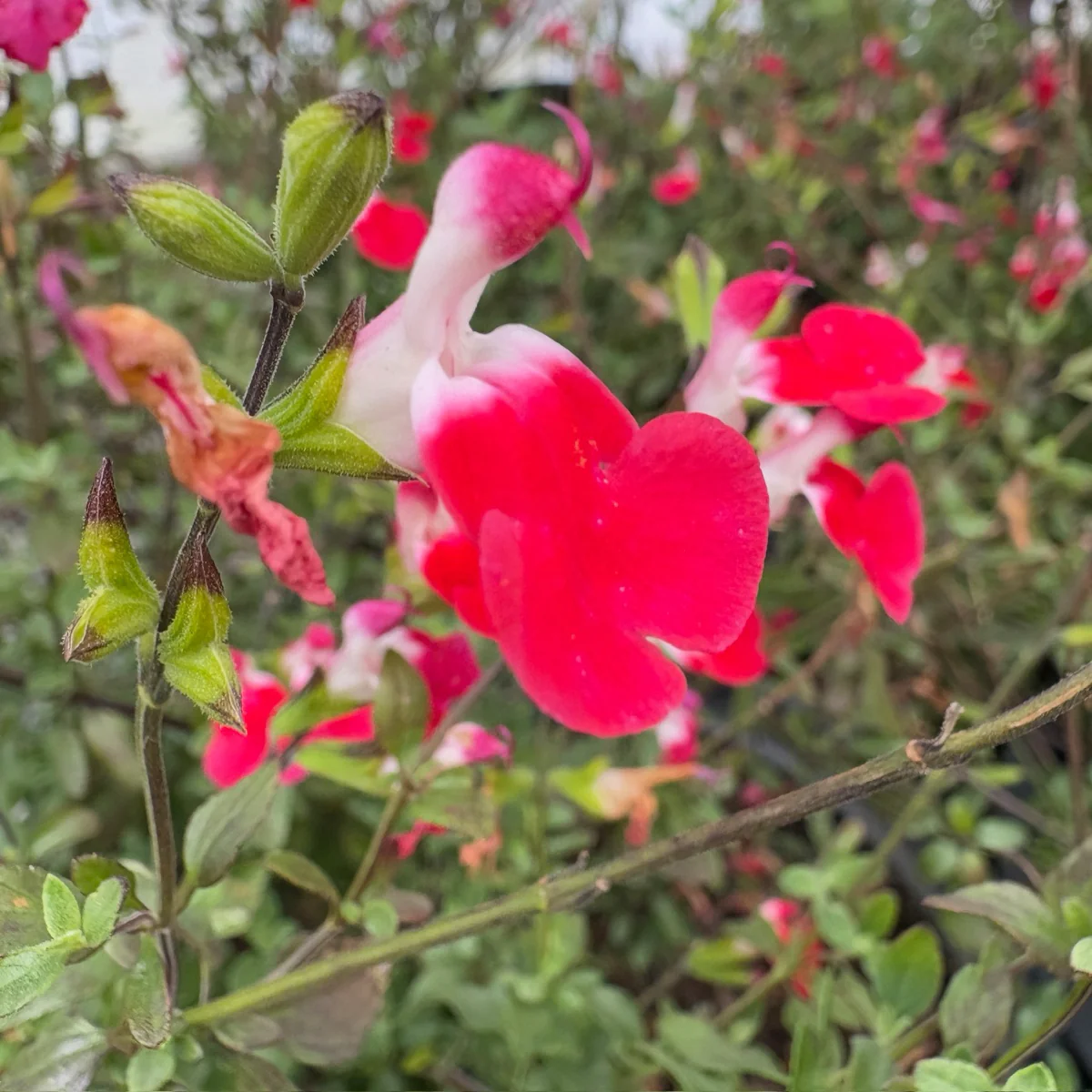 Hot Lips Sage - Image 3