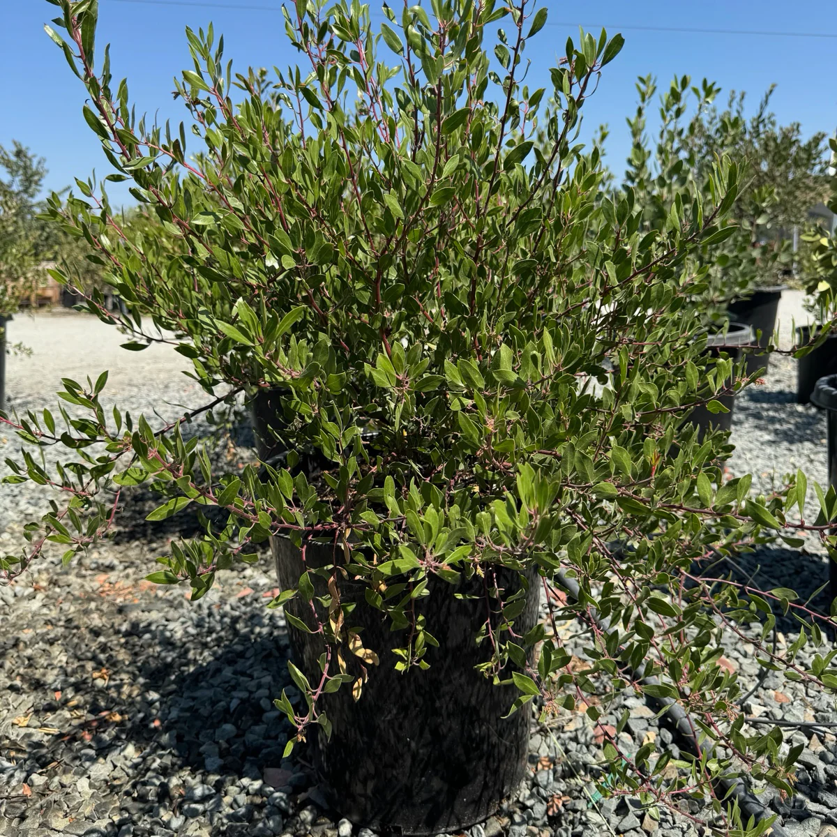 Howard McMinn Manzanita - Image 3