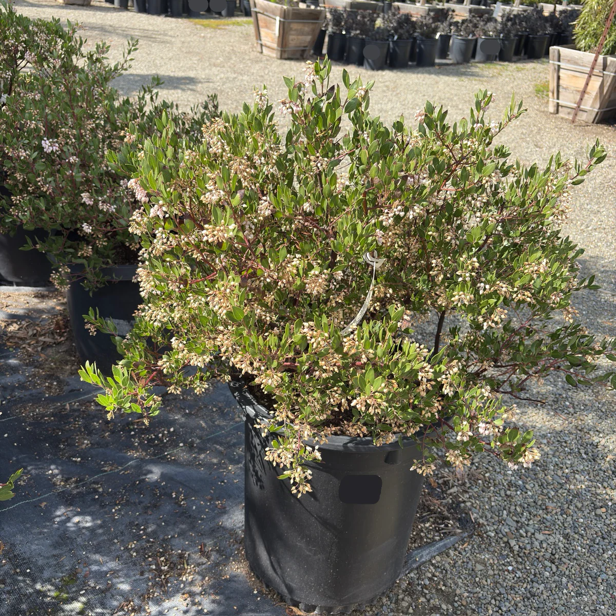 Howard McMinn Manzanita - Image 1