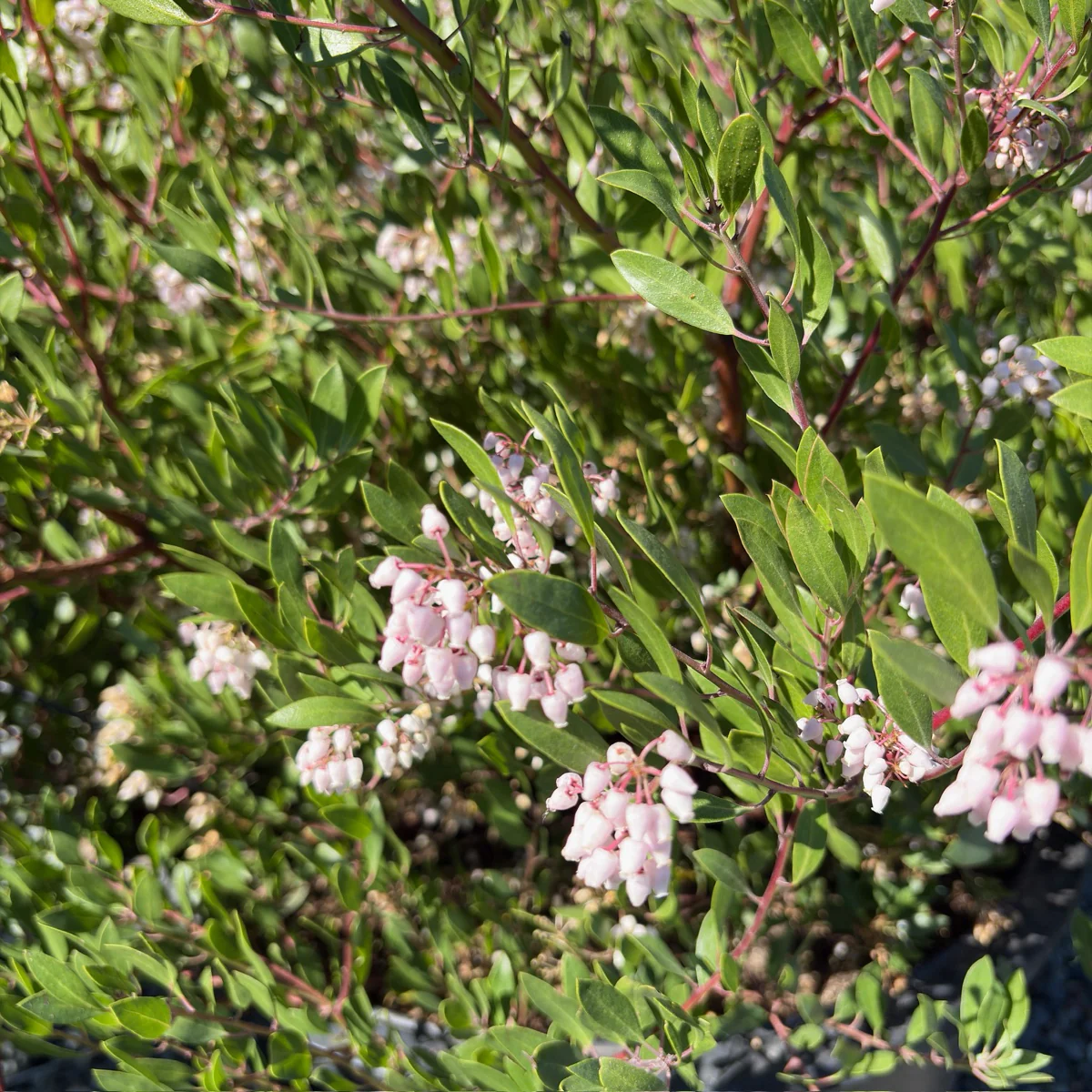 Howard McMinn Manzanita - Image 2