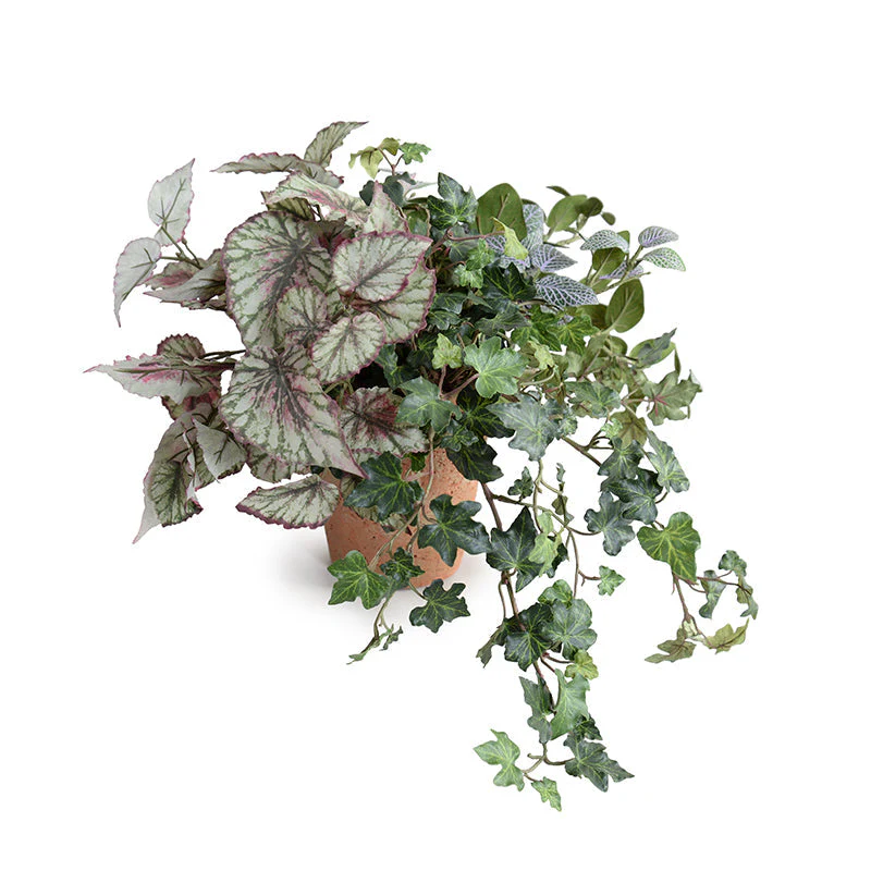 Begonia, Fittonia & Ivy in Terracotta 12″H