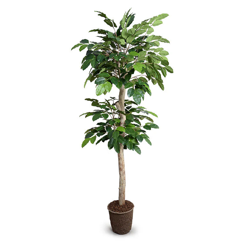 Banyan Tree 8′