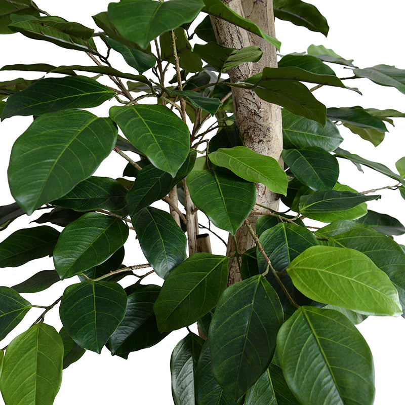 Banyan Tree - Image 3