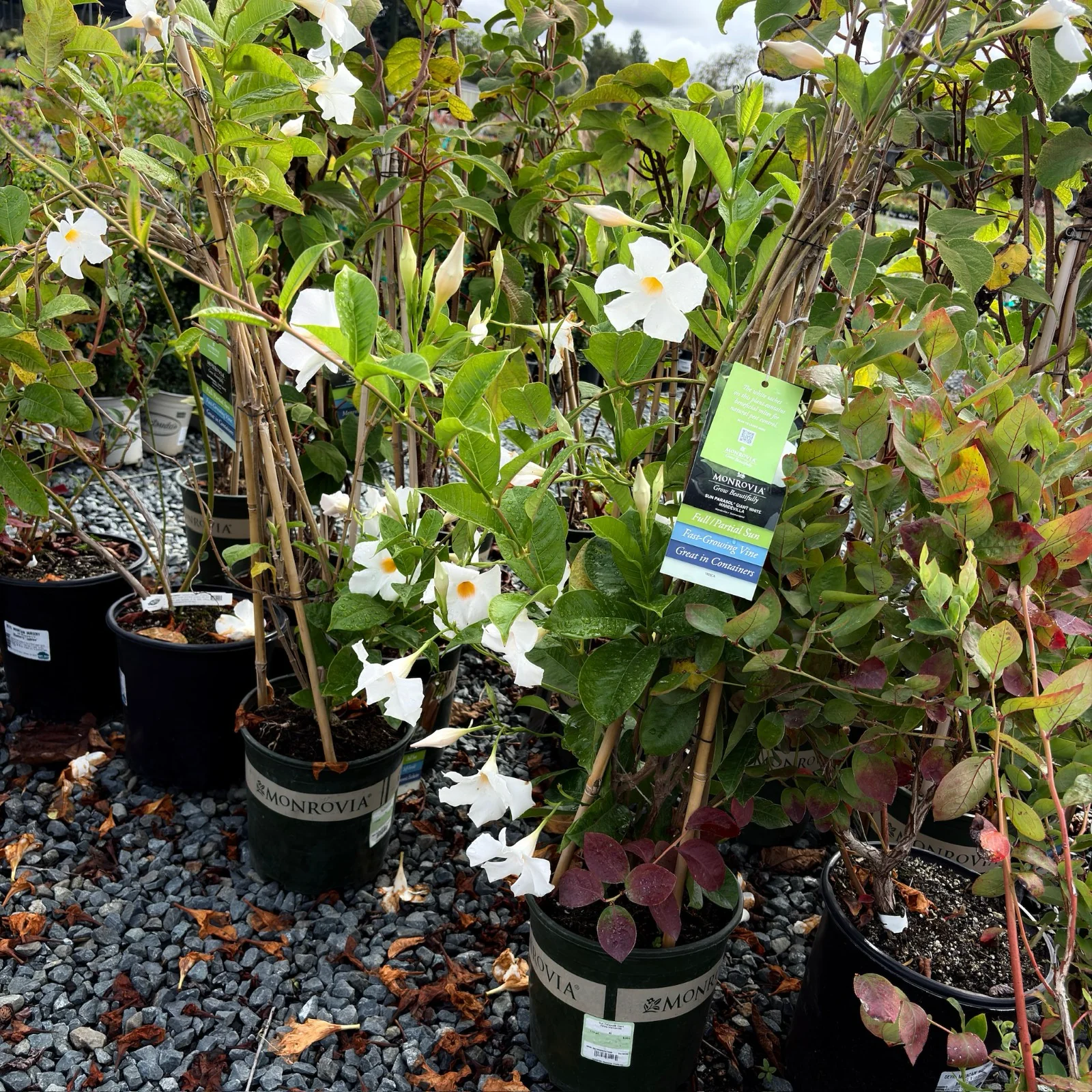 White Mandevilla - Image 2