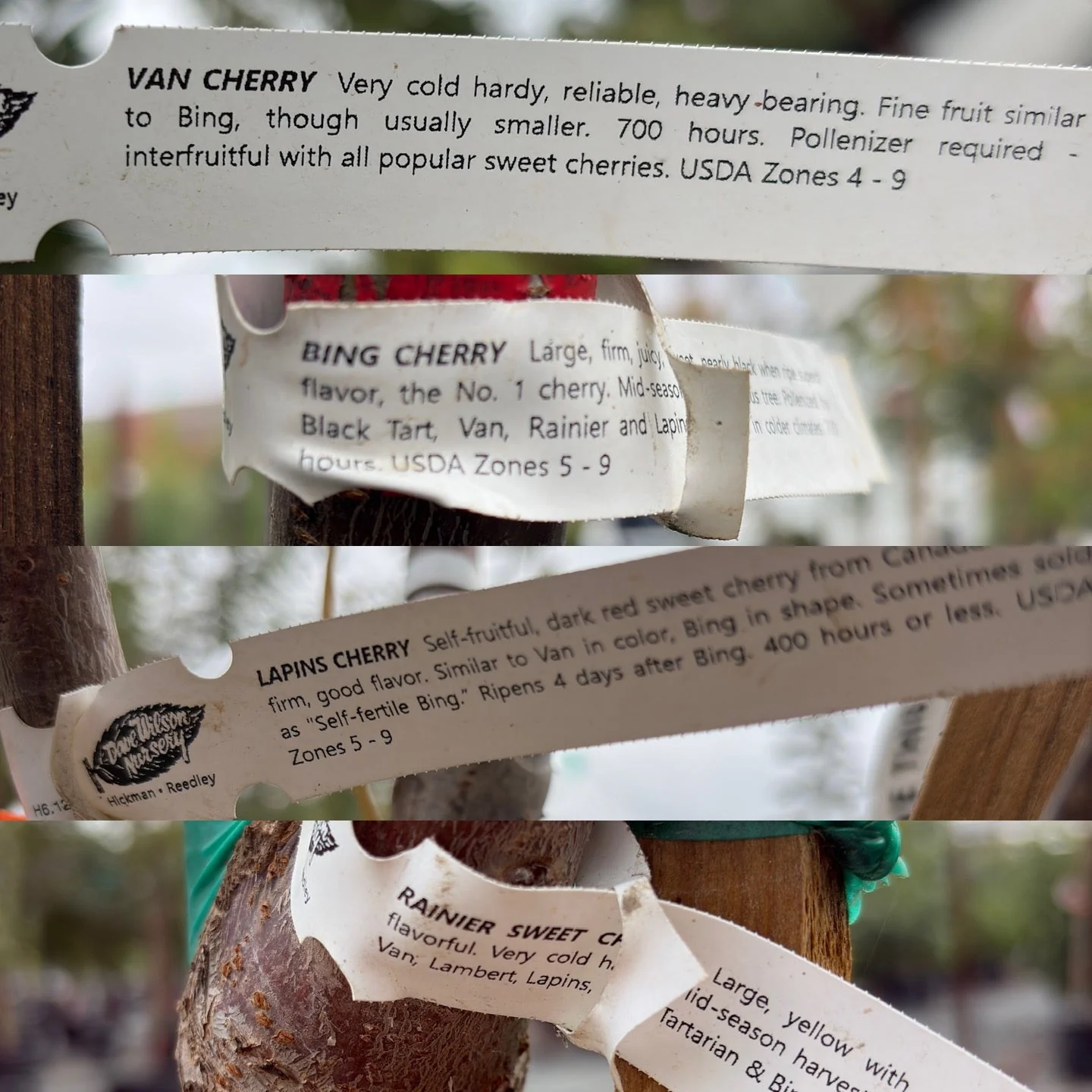 More-in-One Cherry Tree - Image 3
