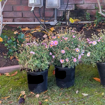 Lolly Marguerite Daisy - Image 2