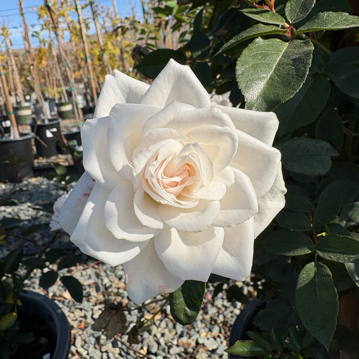 Iceberg Climbing Rose - Image 2