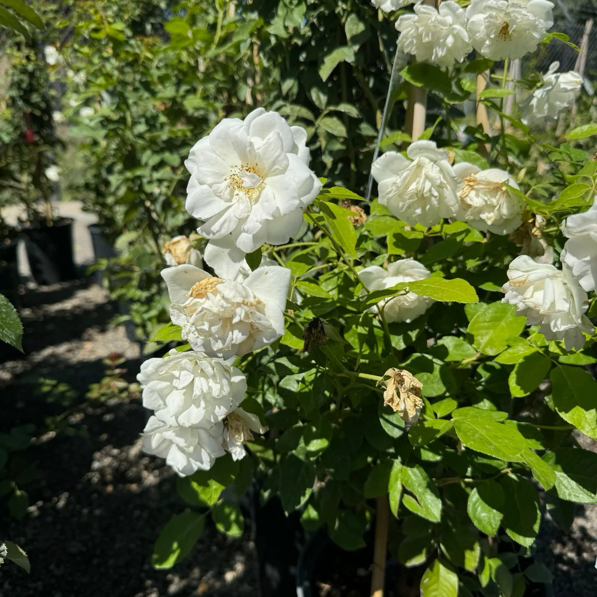 Iceberg Climbing Rose - Image 3