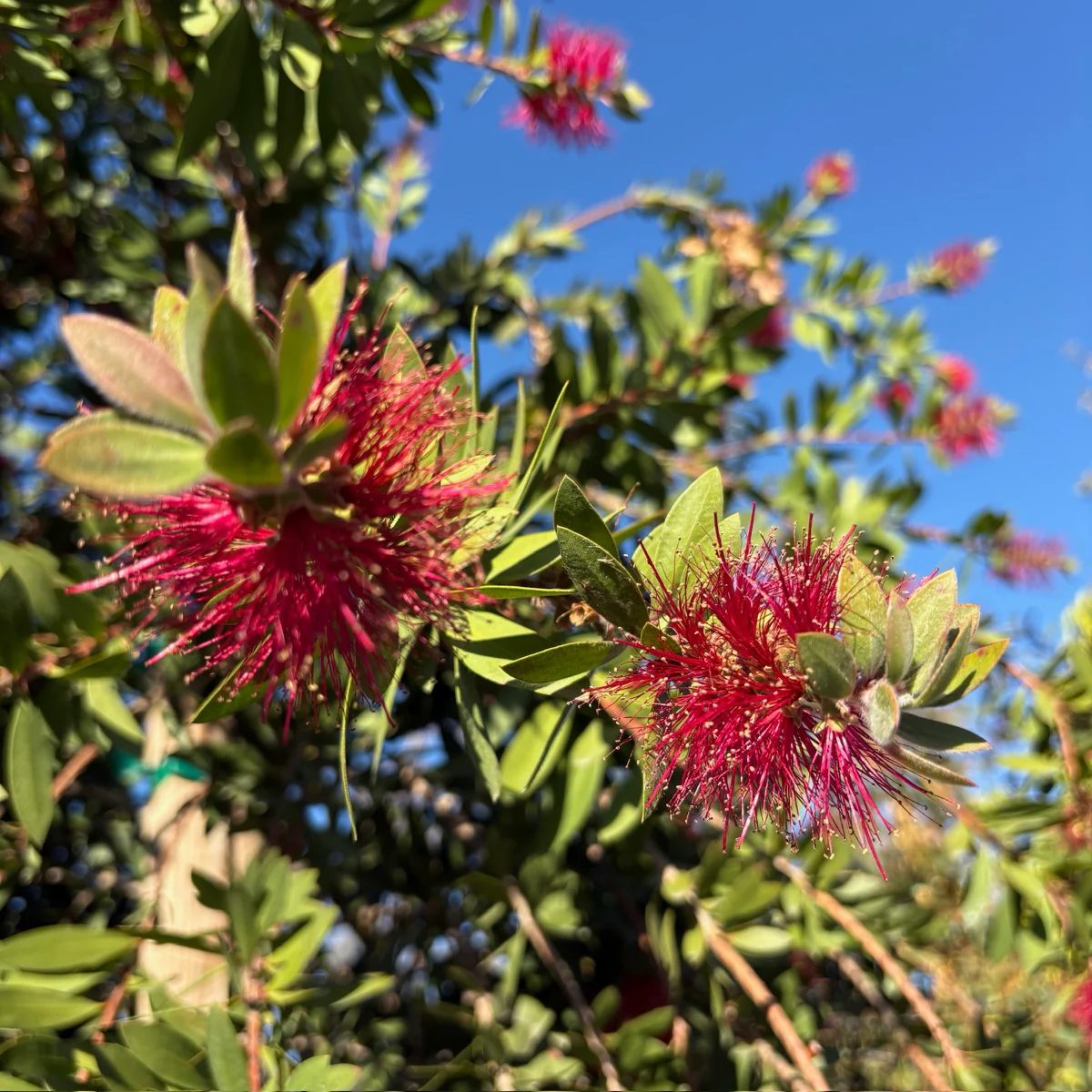 Lemon Bottlebrush - Image 2
