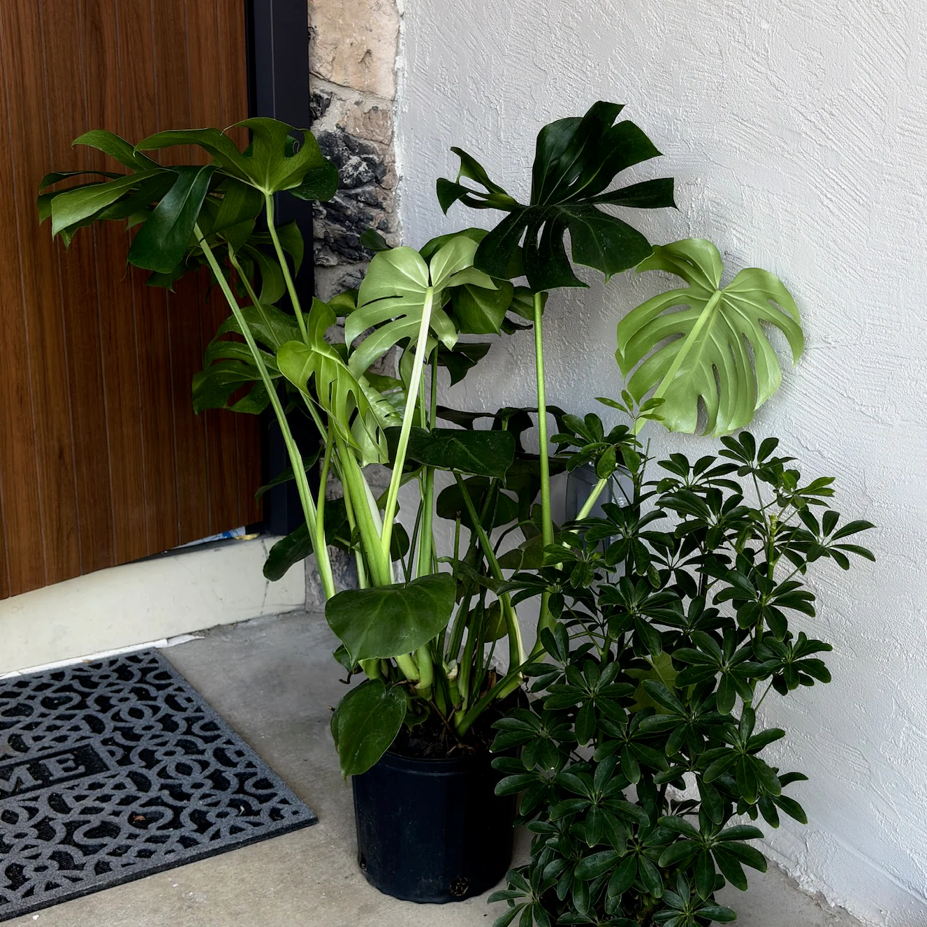 Swiss Cheese Plant - Image 3