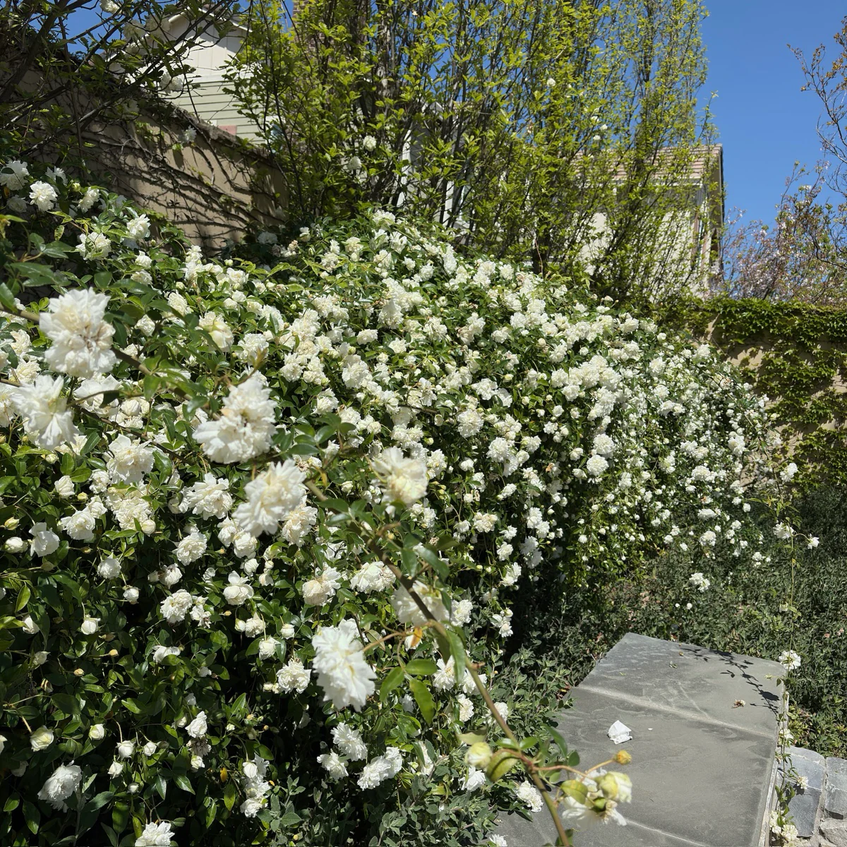White Lady Banks Climbing Rose - Image 2