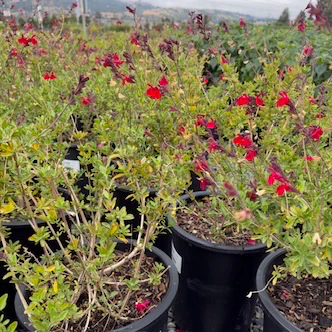 Red Autumn Sage