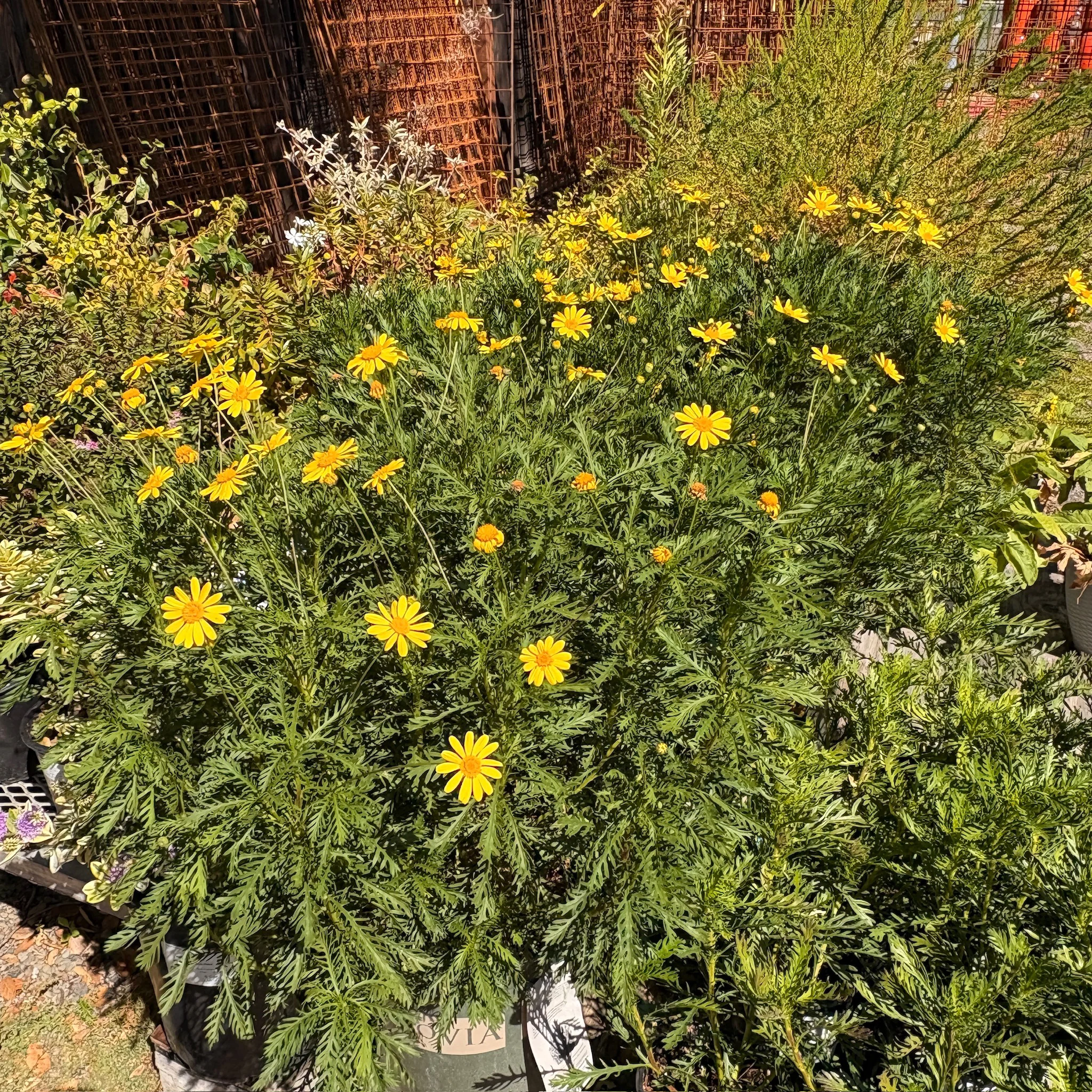 Green Leaved Bush Daisy - Image 3