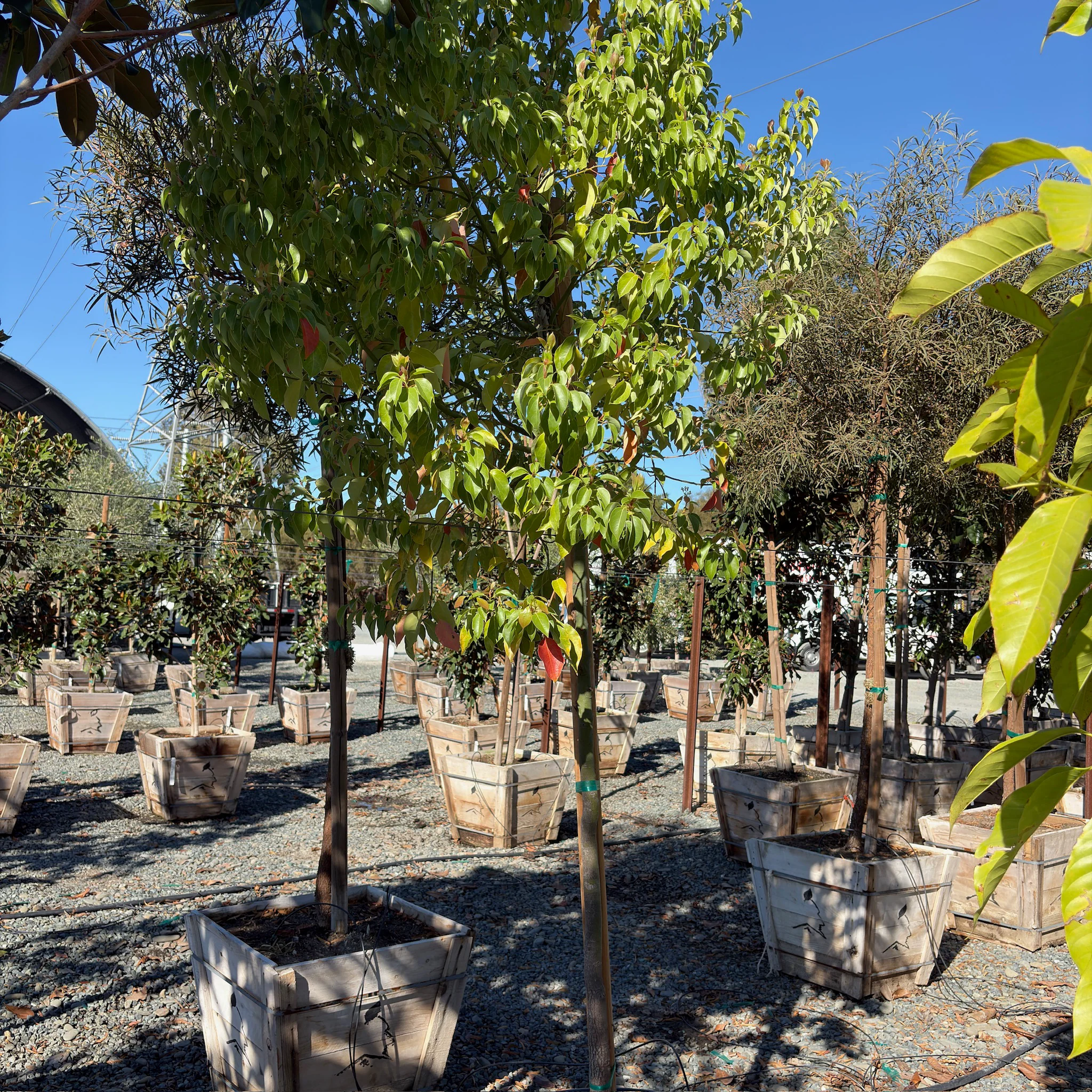 Camphor Tree - Image 1