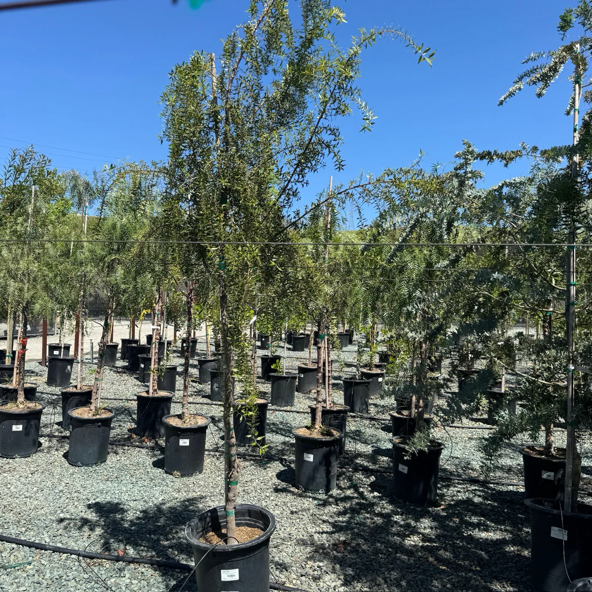 Green Showers Mayten Tree - Image 1