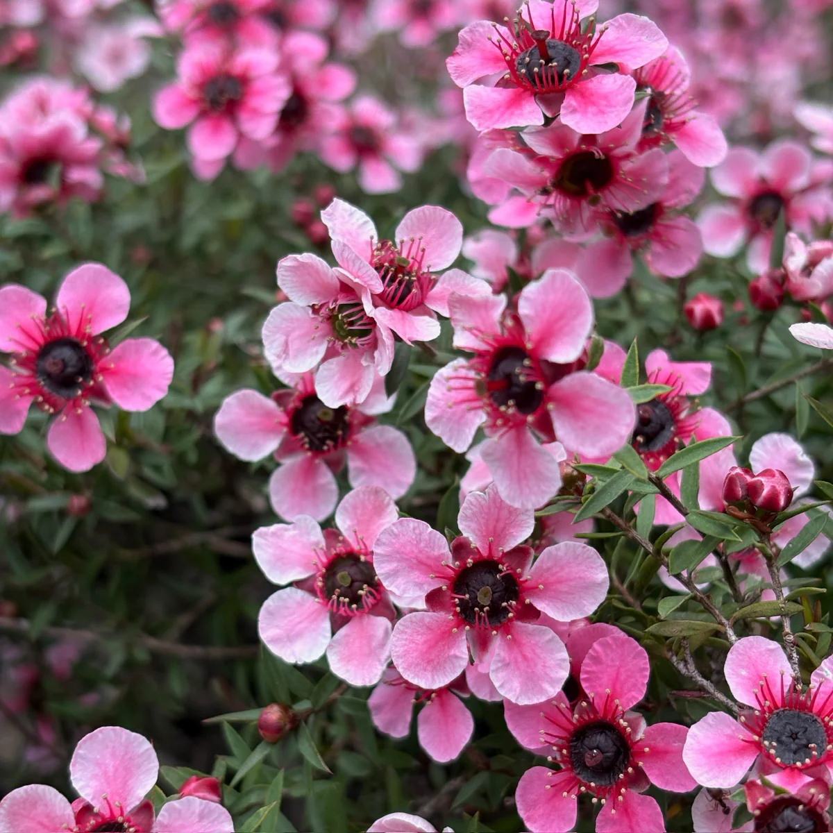 Hel Strybing New Zealand Tea Tree - Image 1