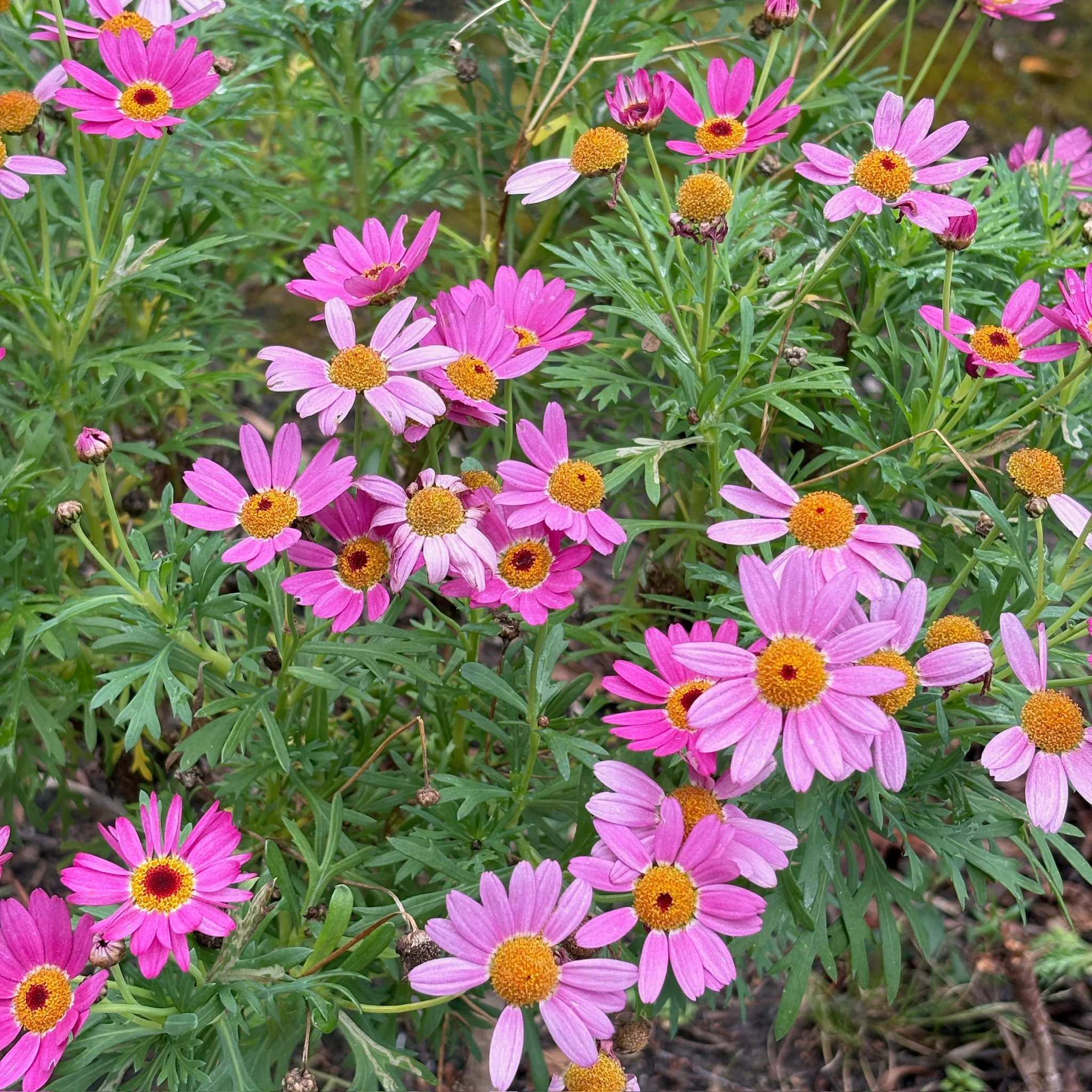 Lolly Marguerite Daisy - Image 1