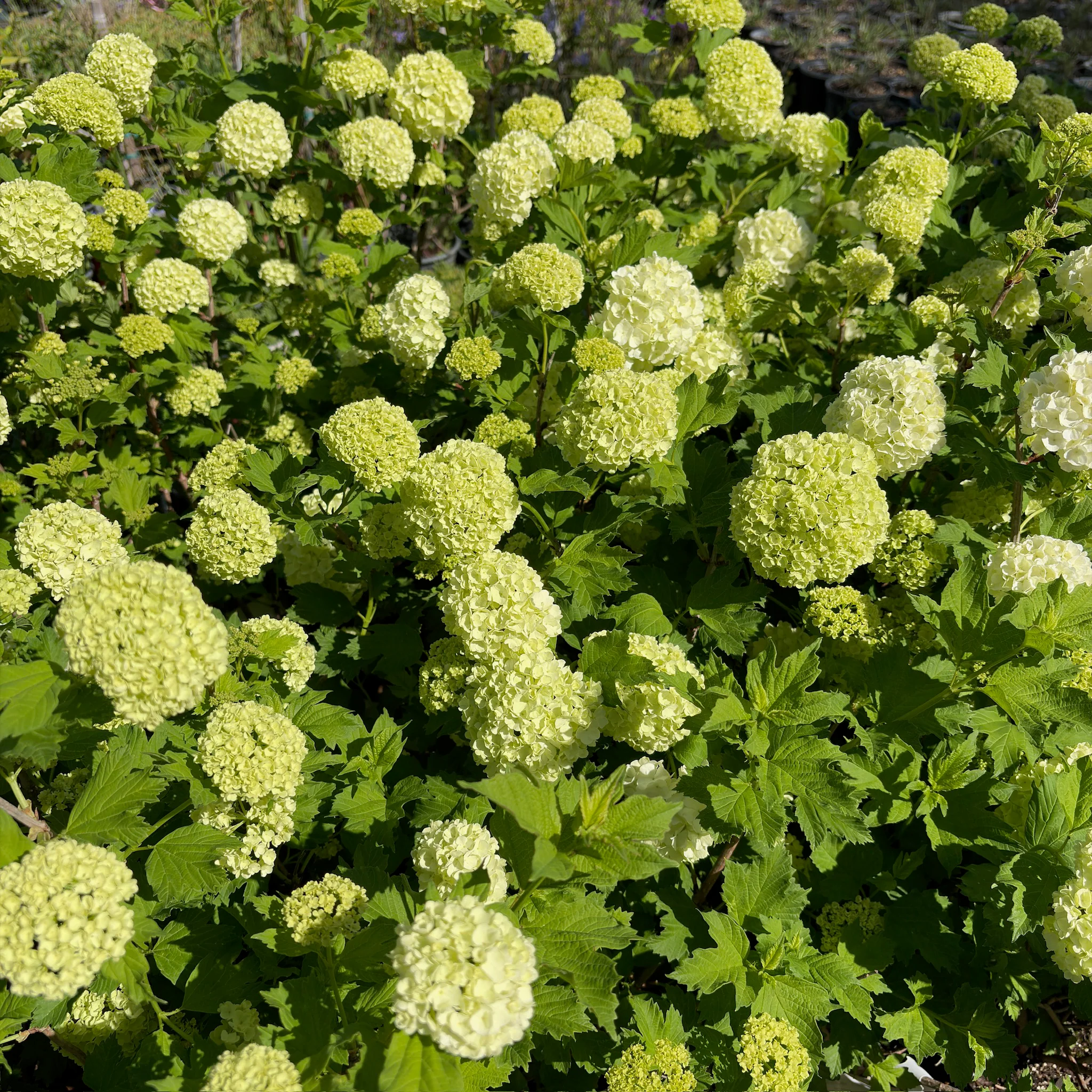 Eastern Snowball - Image 3