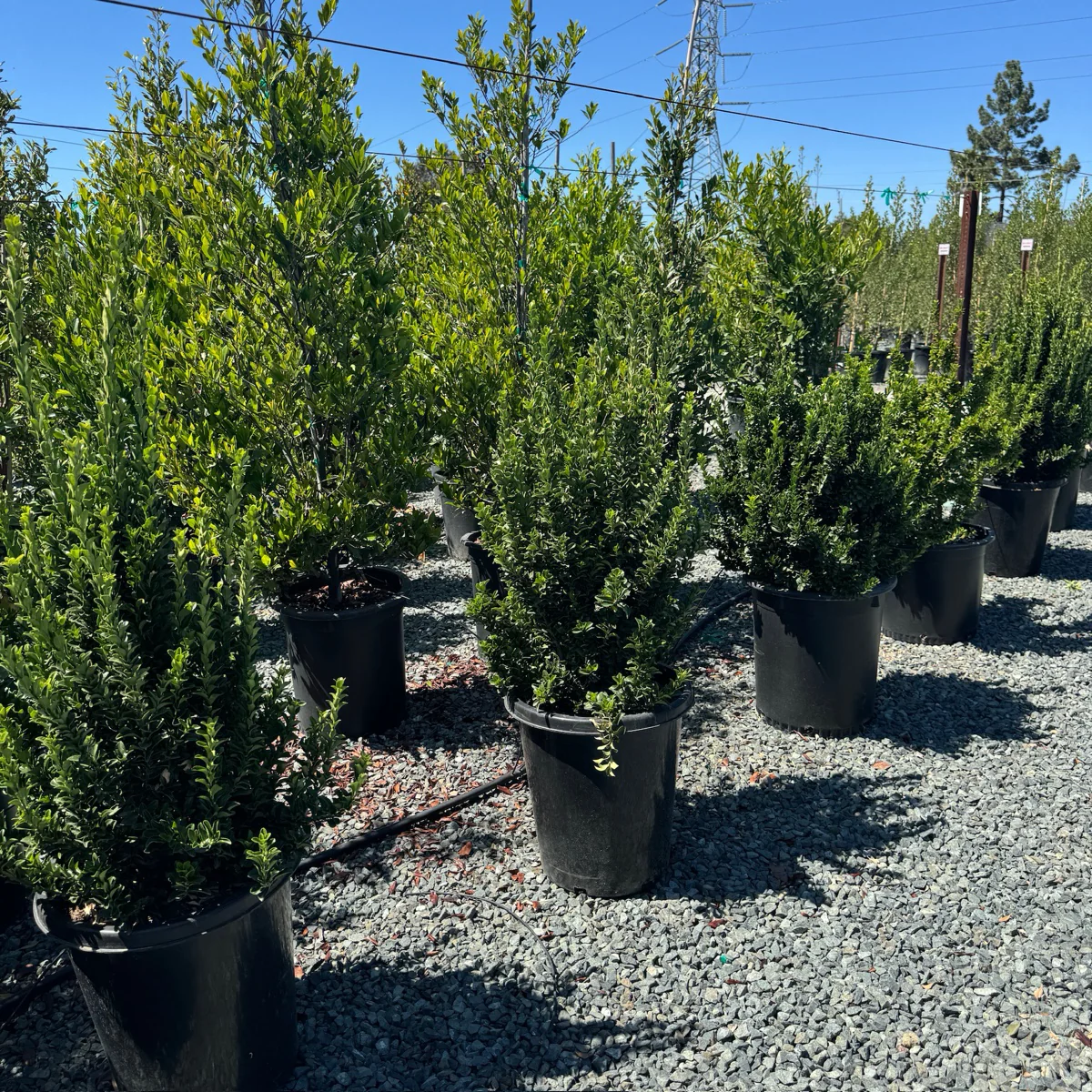 Green Spire Euonymus - Image 1