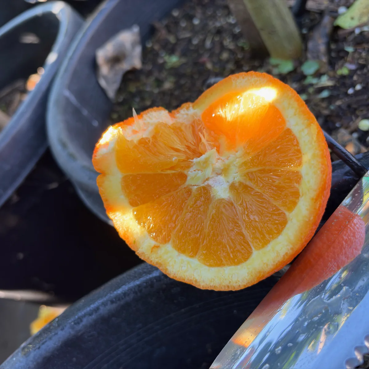 Fukumoto Navel Orange - Image 2