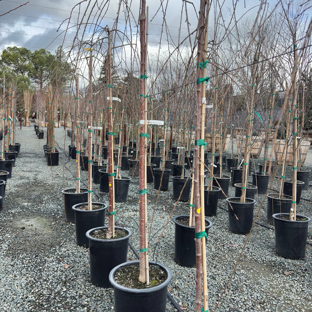 Double Weeping Cherry - Image 2