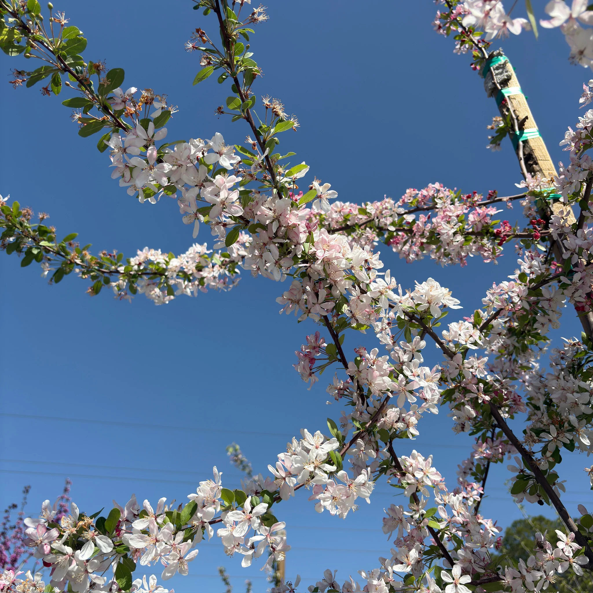 Floribunda Flowering Crabapple - Image 3