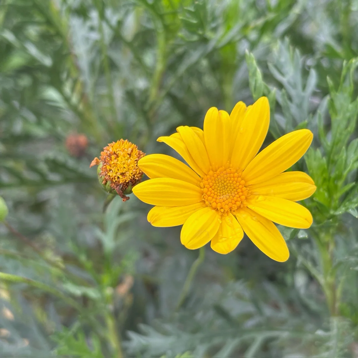 Green Leaved Bush Daisy - Image 1