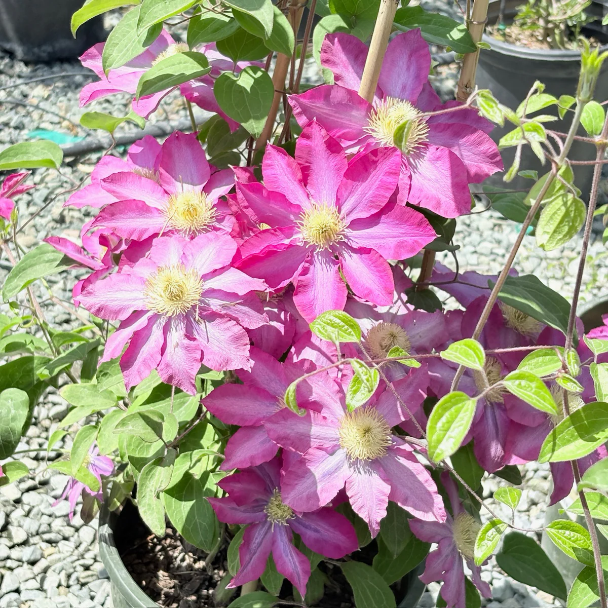 Pink Champagne Clematis - Image 2