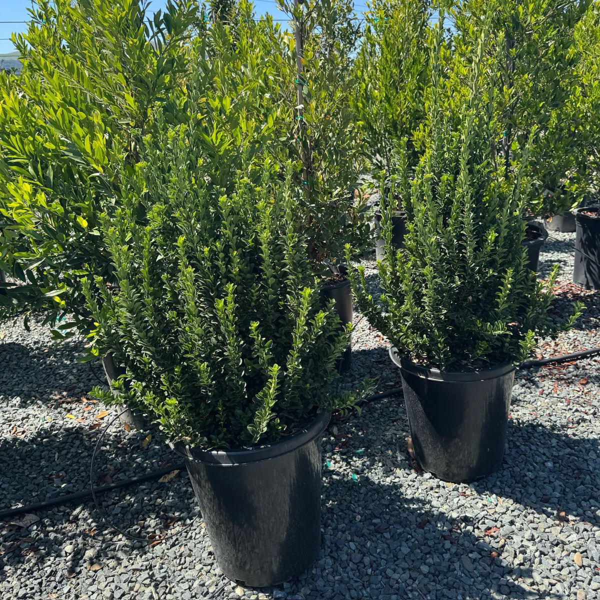 Green Spire Euonymus - Image 3