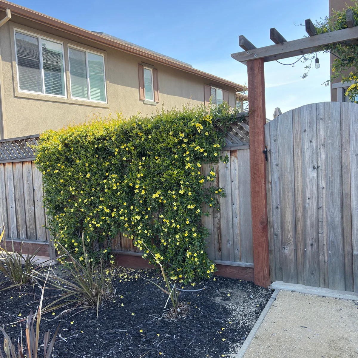 Carolina Jessamine - Image 1
