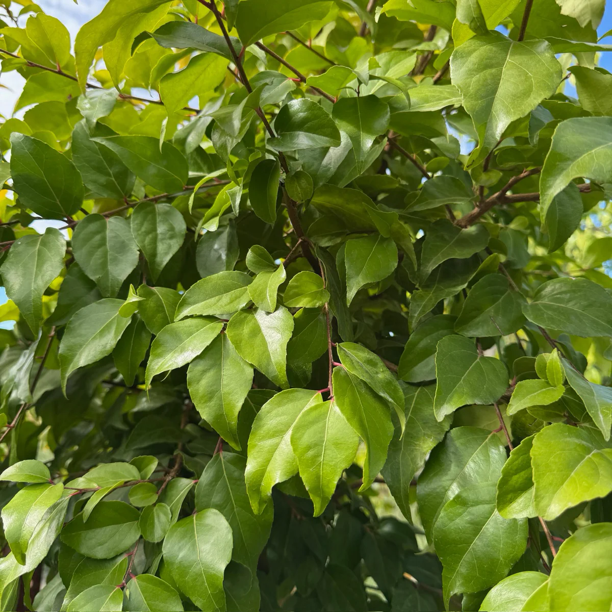 Shiny Xylosma - Image 2