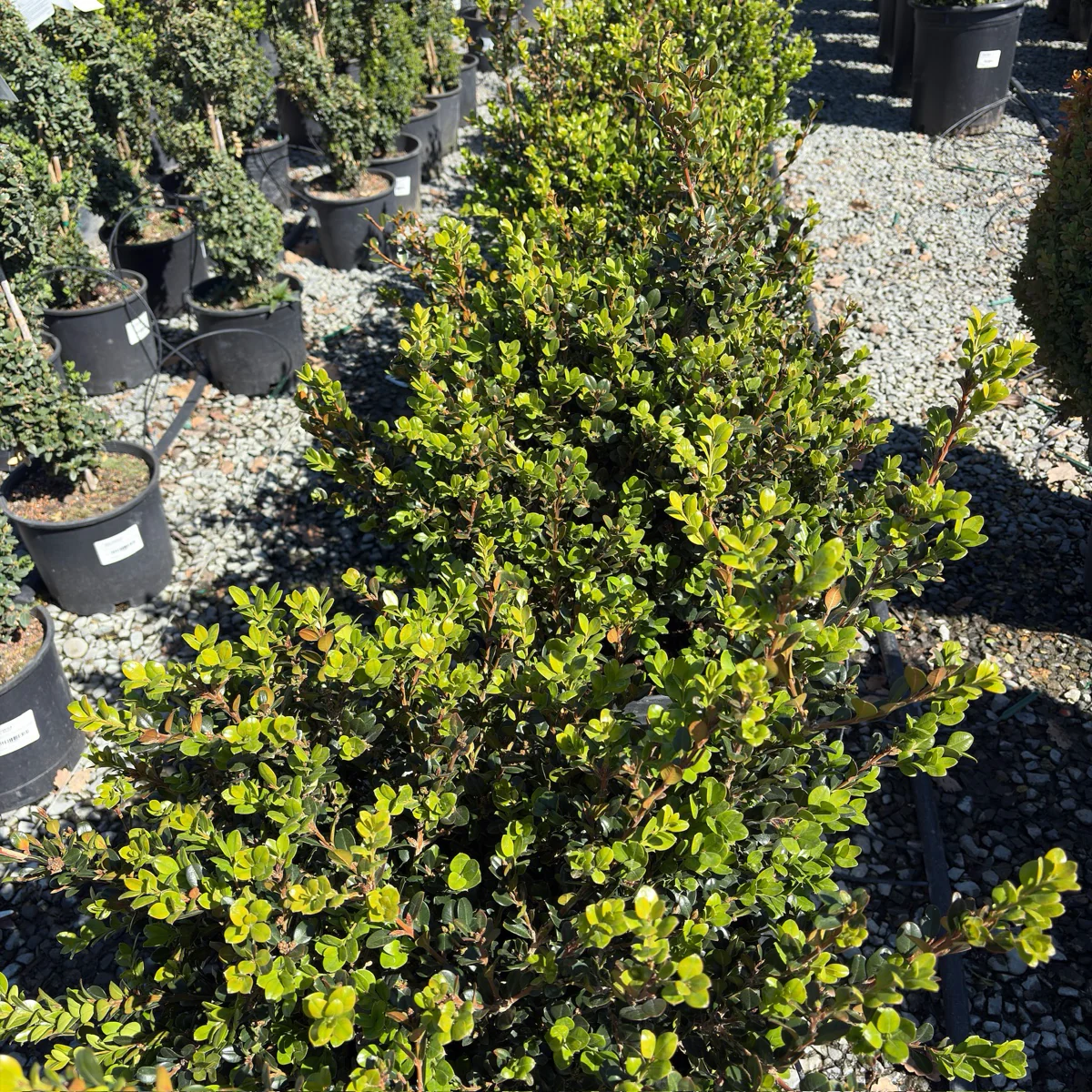 Winter Gem Boxwood - Image 2