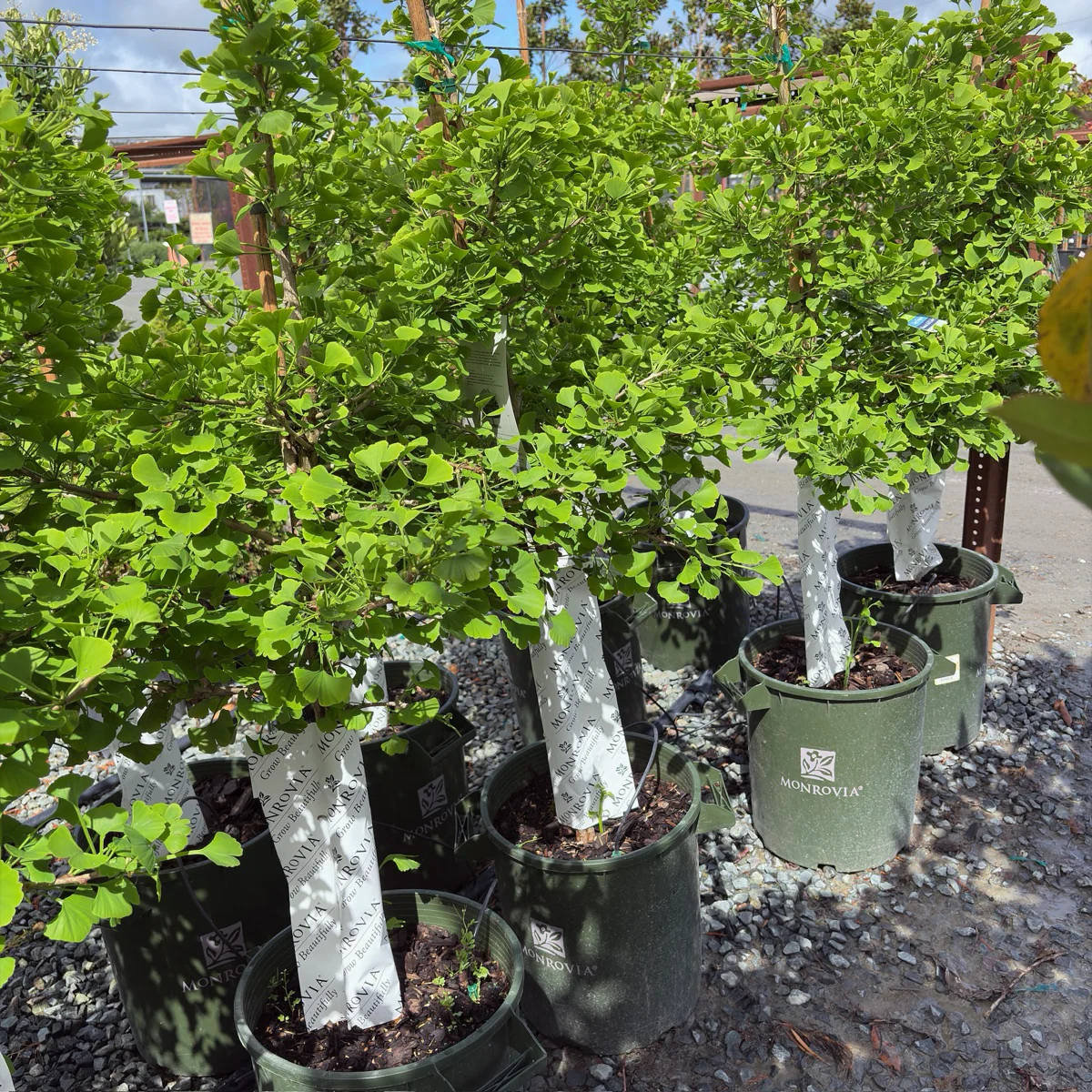 Jade Butterfly Ginkgo - Image 1